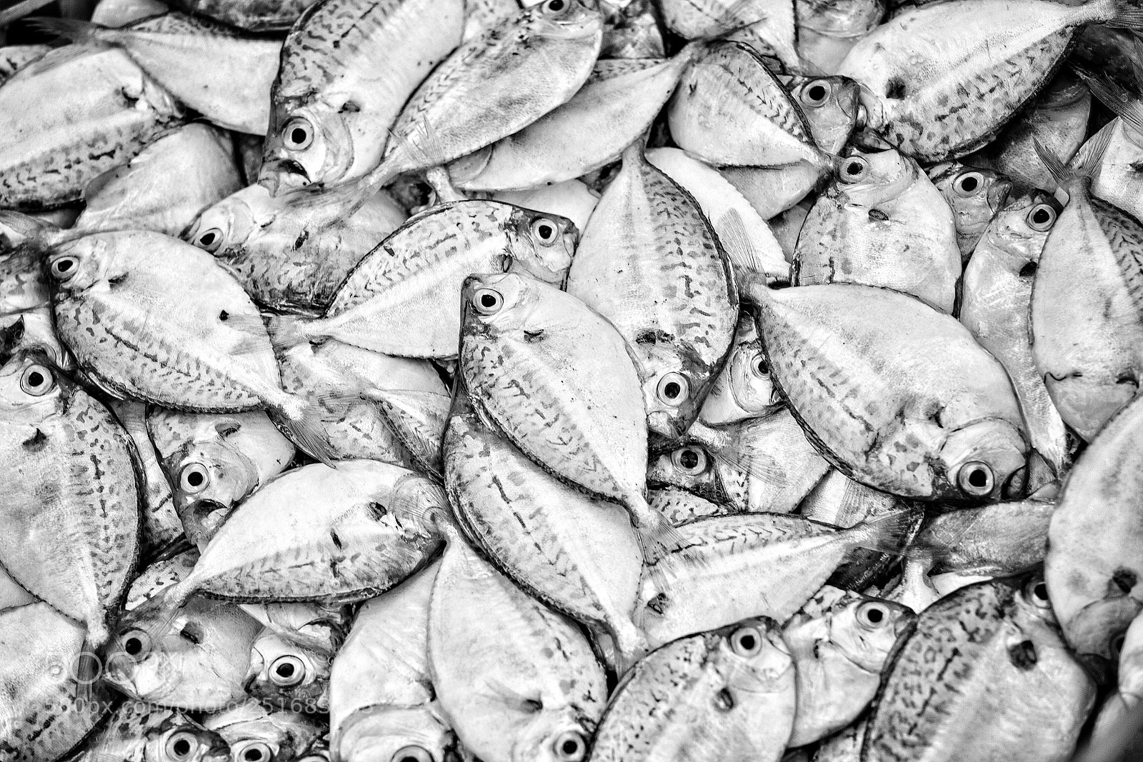 Fujifilm X-T2 sample photo. Fishing of the day  photography