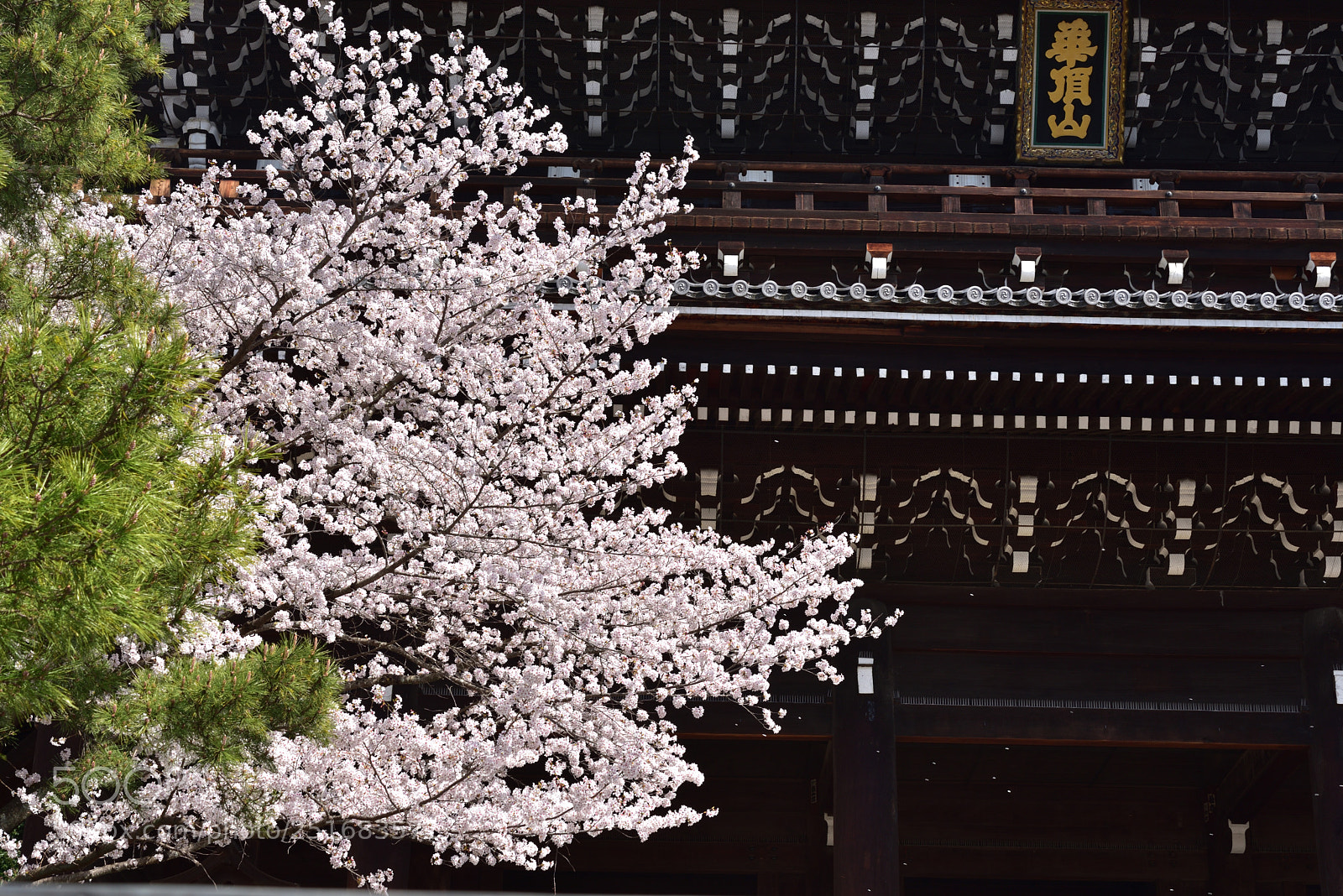 Nikon AF-S Micro-Nikkor 60mm F2.8G ED sample photo. 京都・知恩院の桜 photography