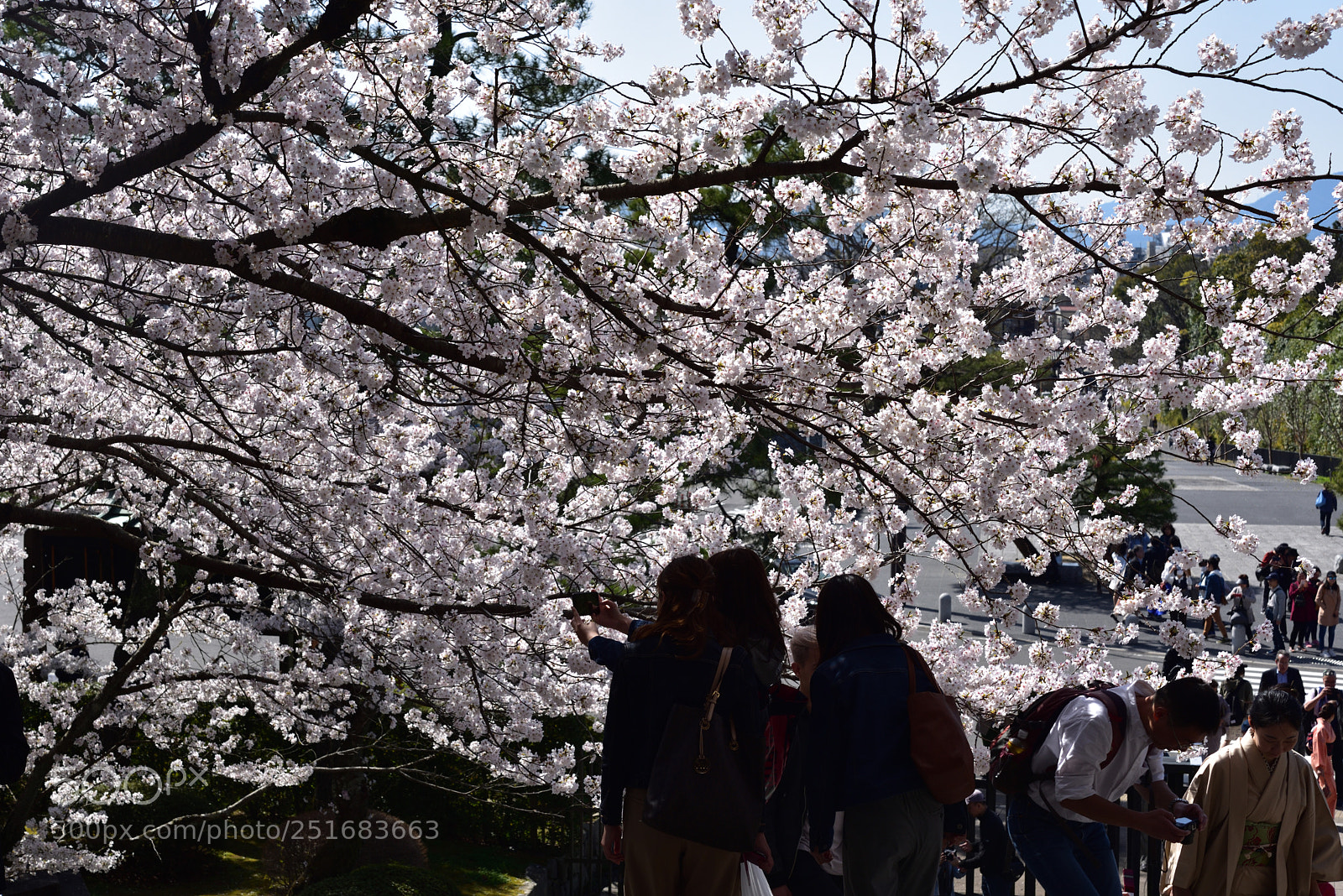 Nikon AF-S Micro-Nikkor 60mm F2.8G ED sample photo. 京都・知恩院の桜 (2) photography
