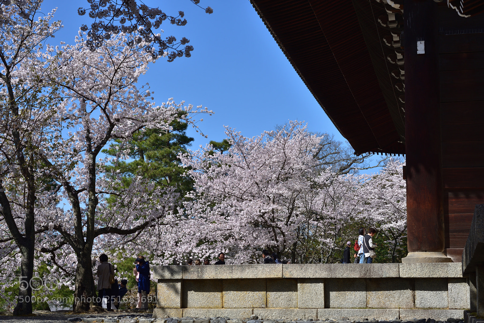 Nikon AF-S Micro-Nikkor 60mm F2.8G ED sample photo. 京都・知恩院の桜 (3) photography
