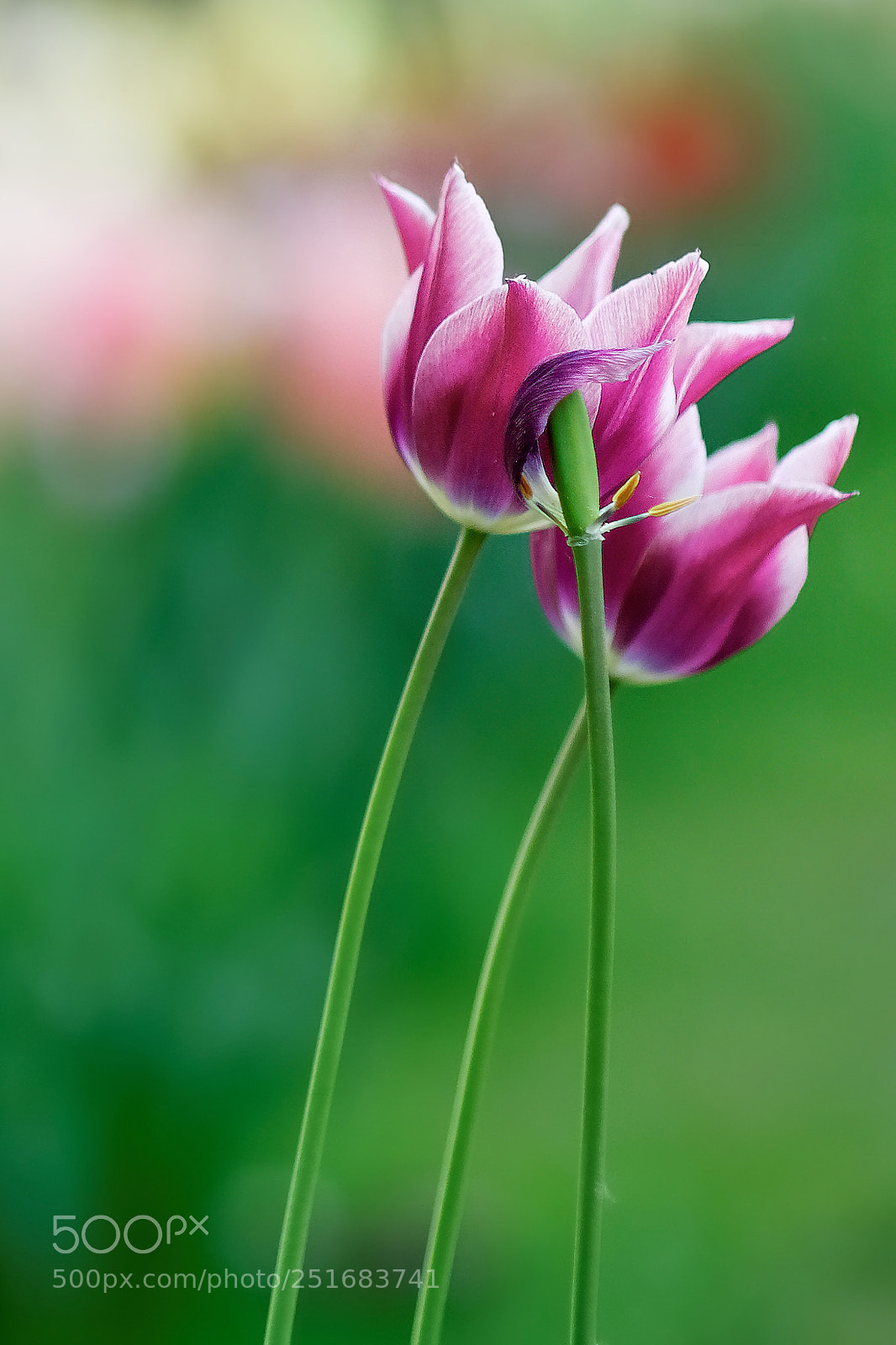 Nikon D300S sample photo. Tulip photography