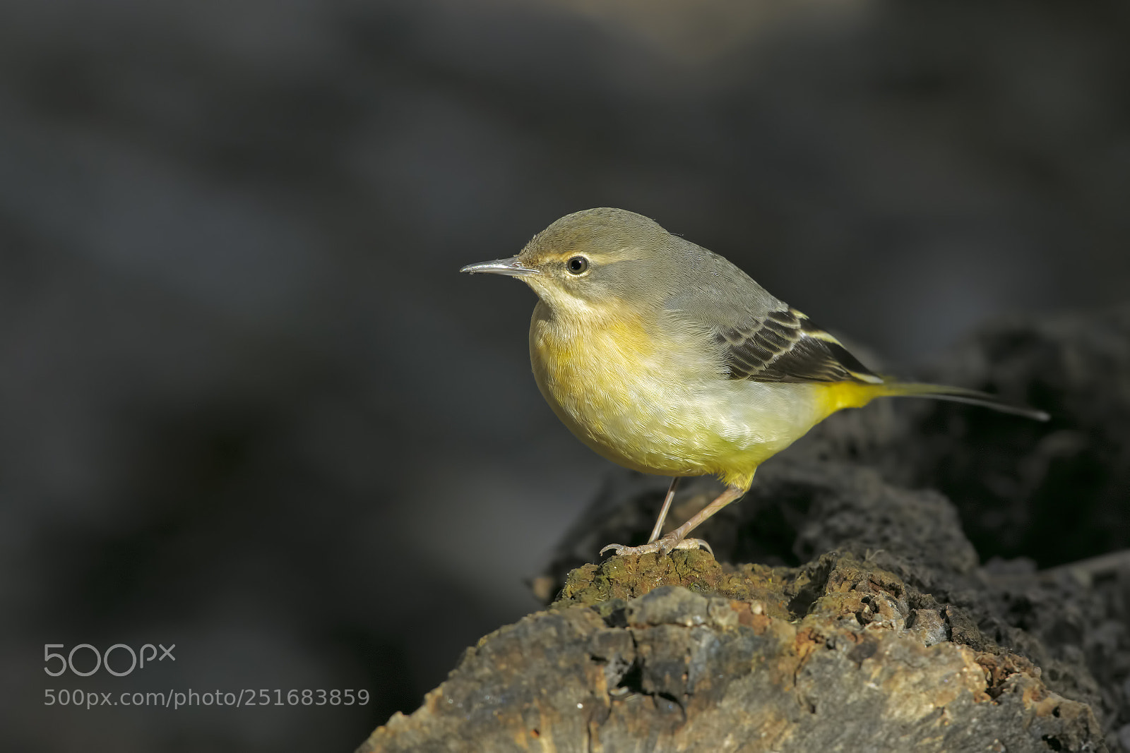 Nikon D7100 sample photo. Grey wagtail photography
