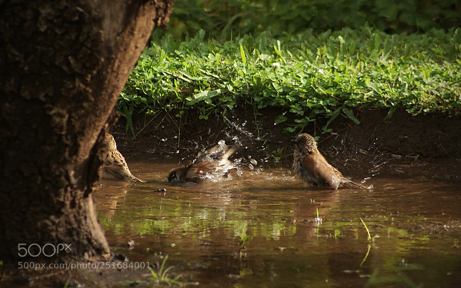 Sony Alpha DSLR-A200 sample photo. Birds photography