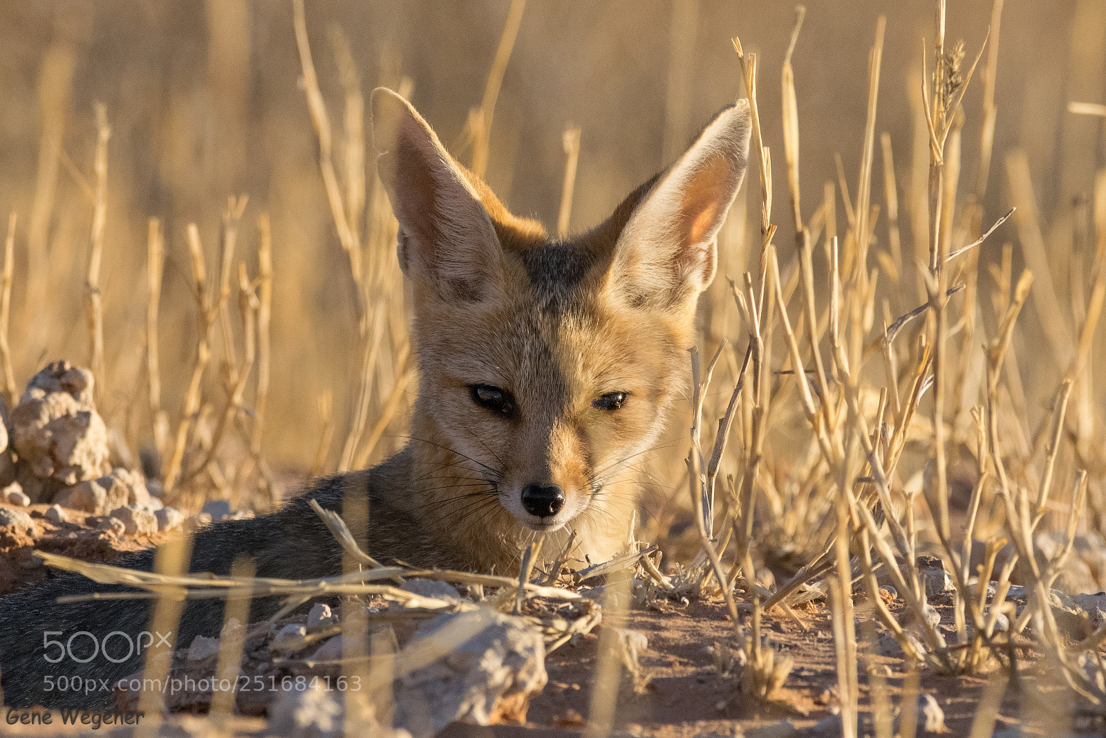 Nikon D5300 sample photo. Cape fox photography