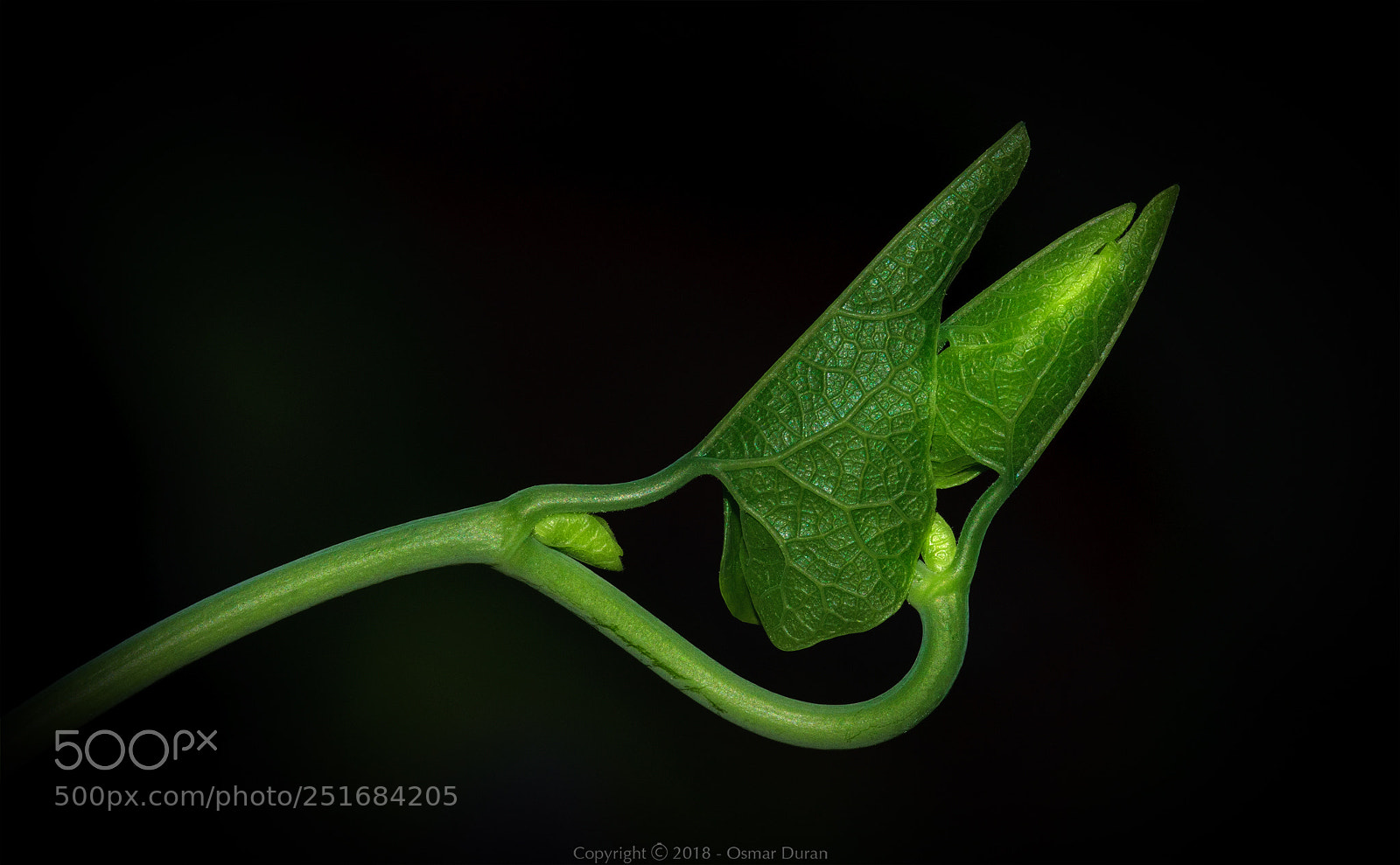 Nikon D300 sample photo. Calico flower unfolding photography
