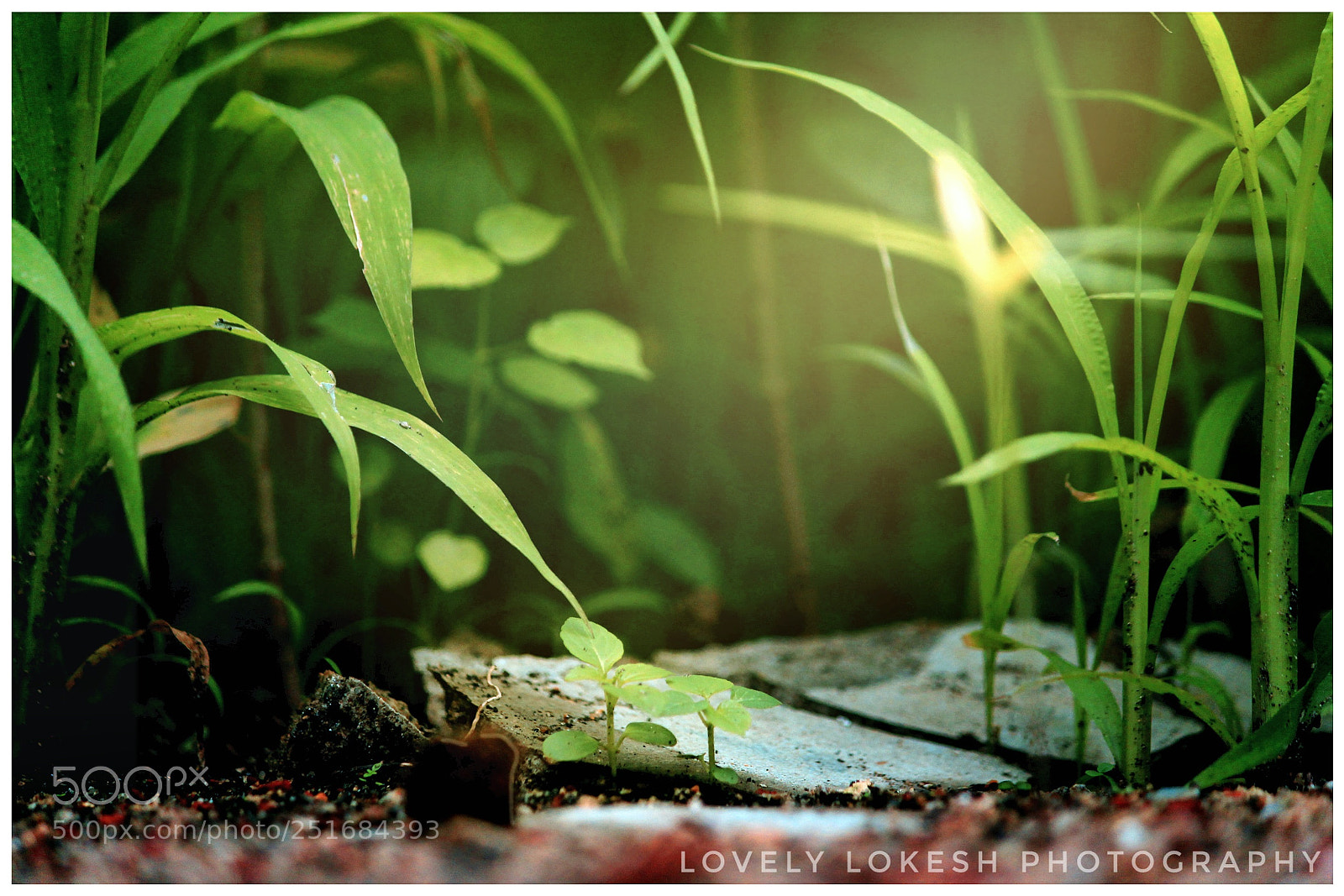 Canon EOS 700D (EOS Rebel T5i / EOS Kiss X7i) sample photo. Untitled photography