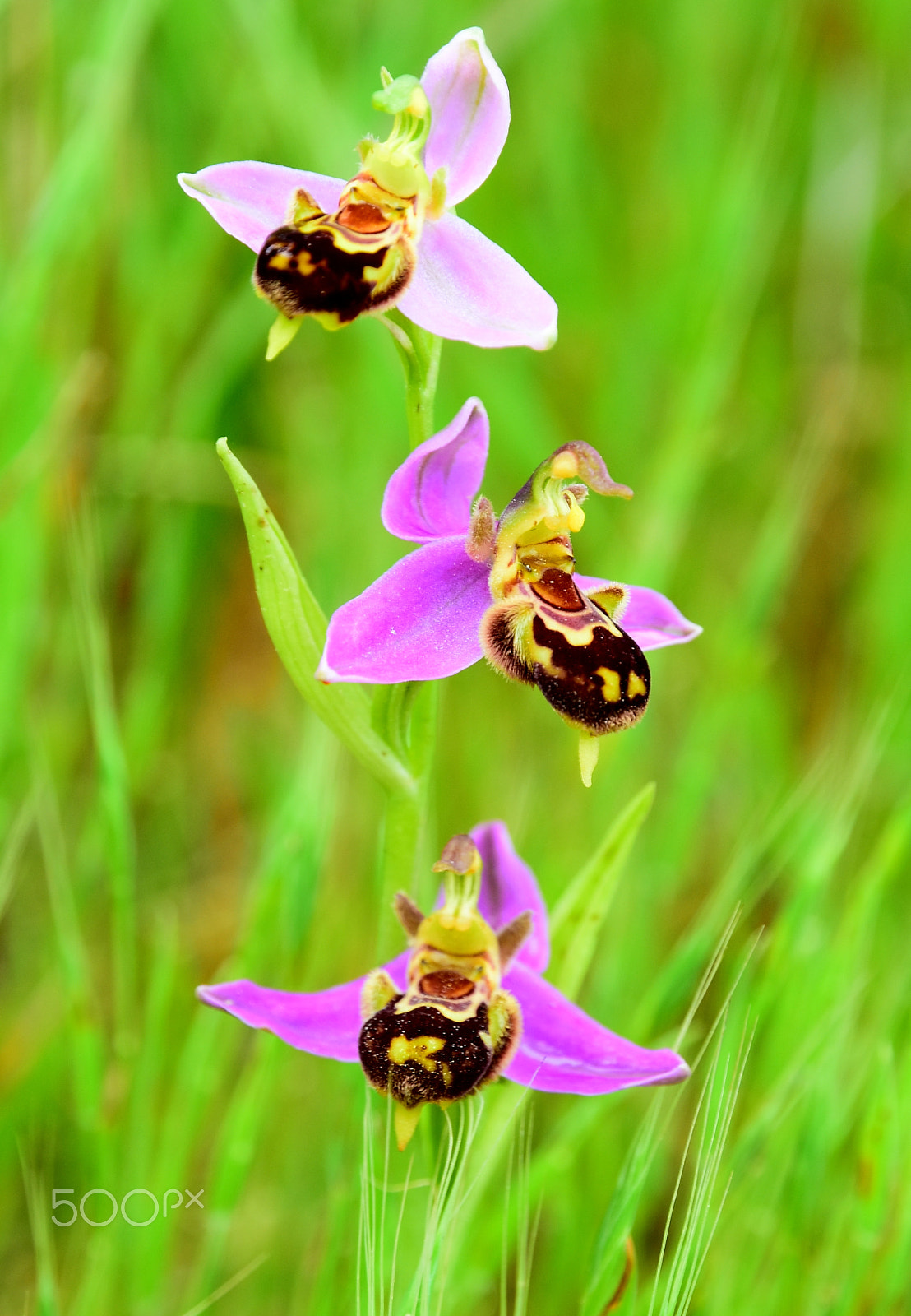 Nikon D7200 sample photo