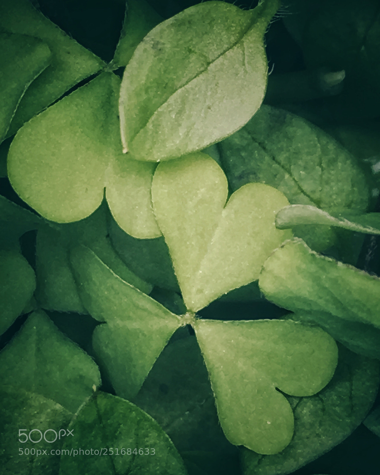 Apple iPhone 6s sample photo. Untitled photography