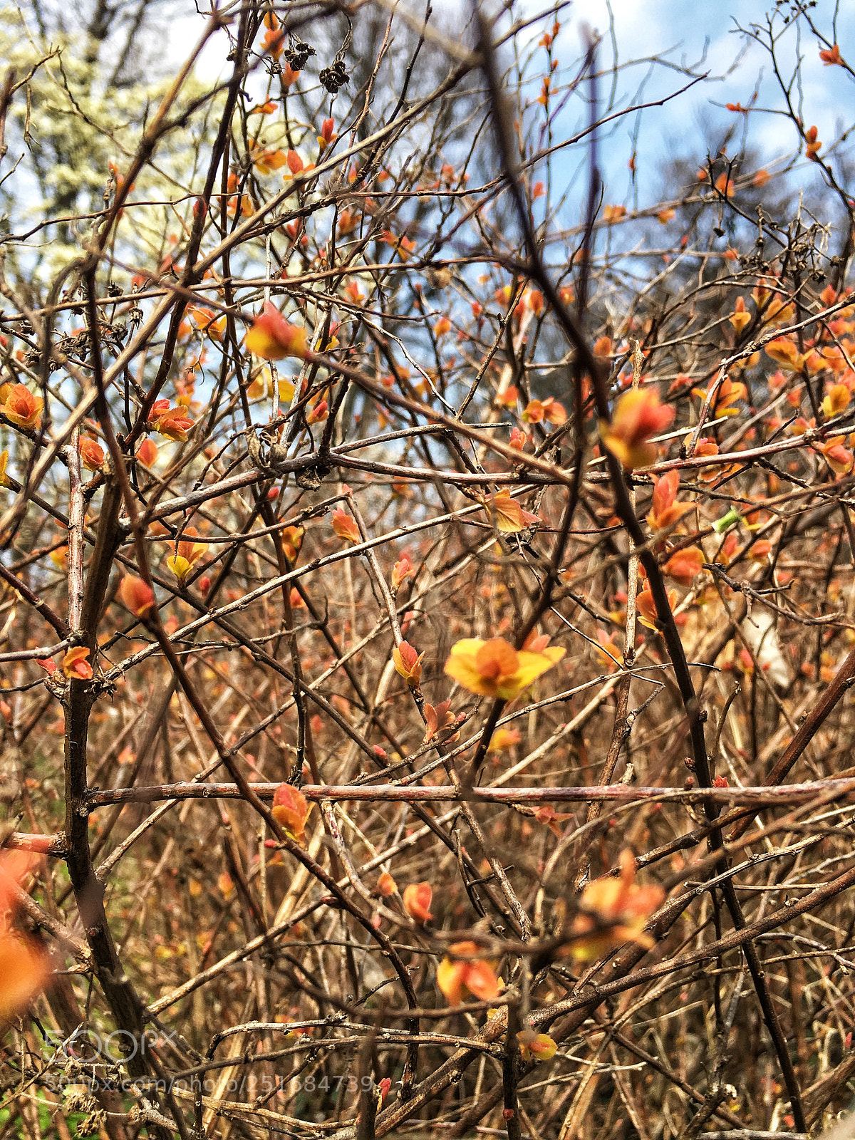 Apple iPhone 6s sample photo. Untitled photography