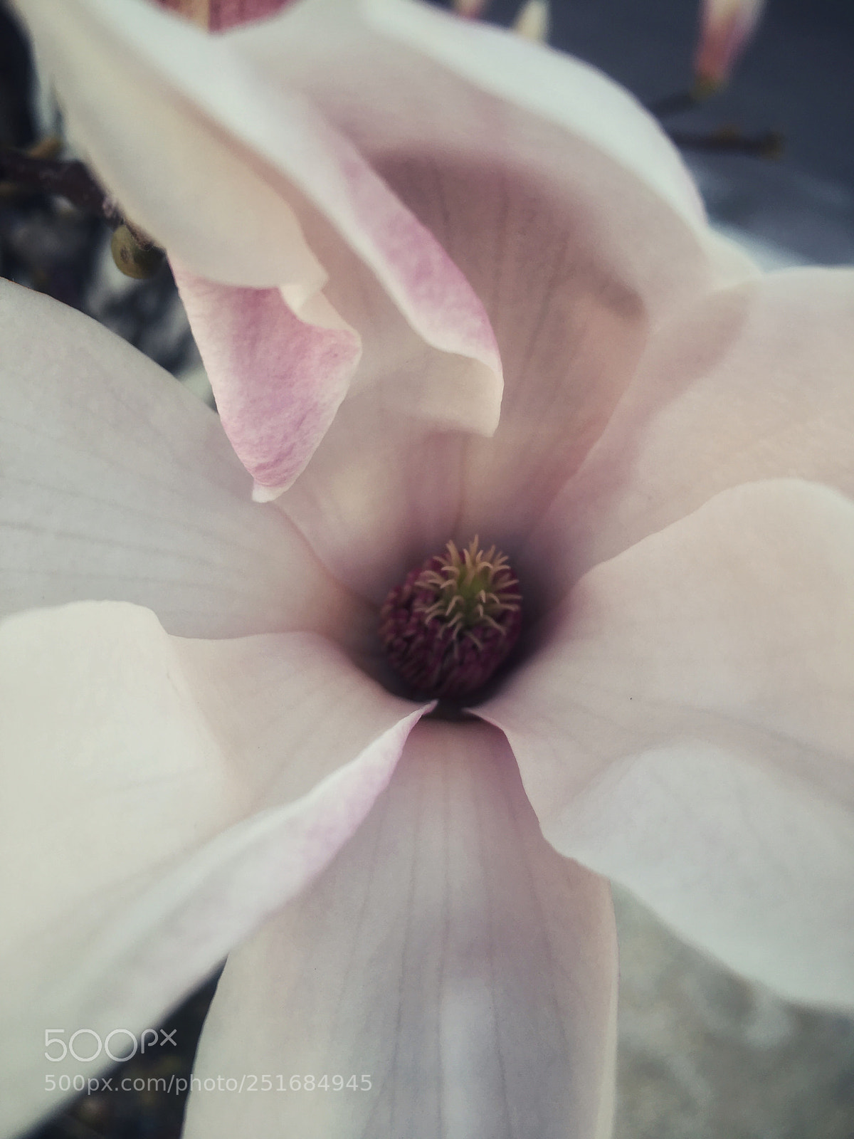 Apple iPhone 6s sample photo. Untitled photography