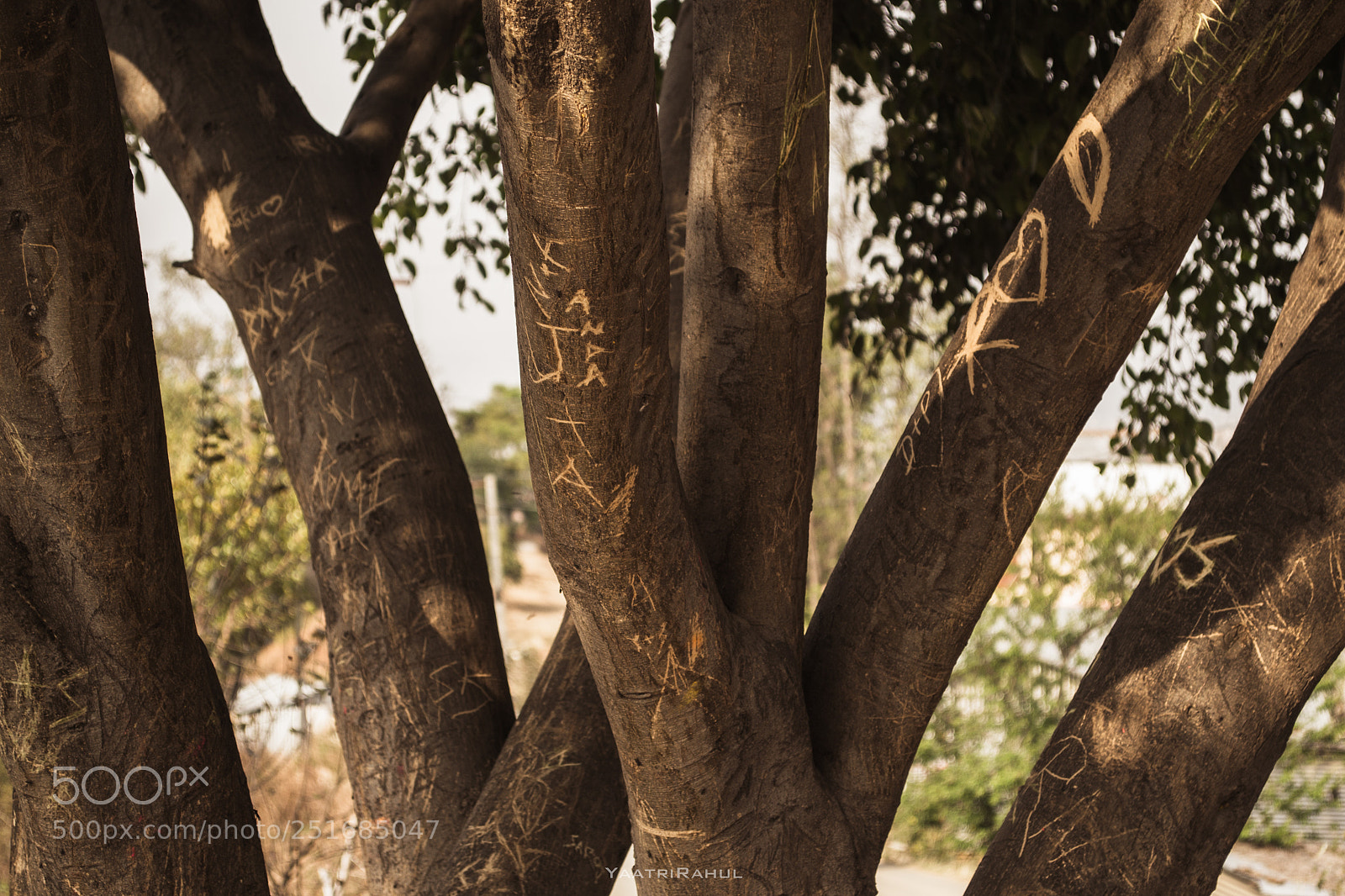 Nikon D3100 sample photo. The tree with love photography