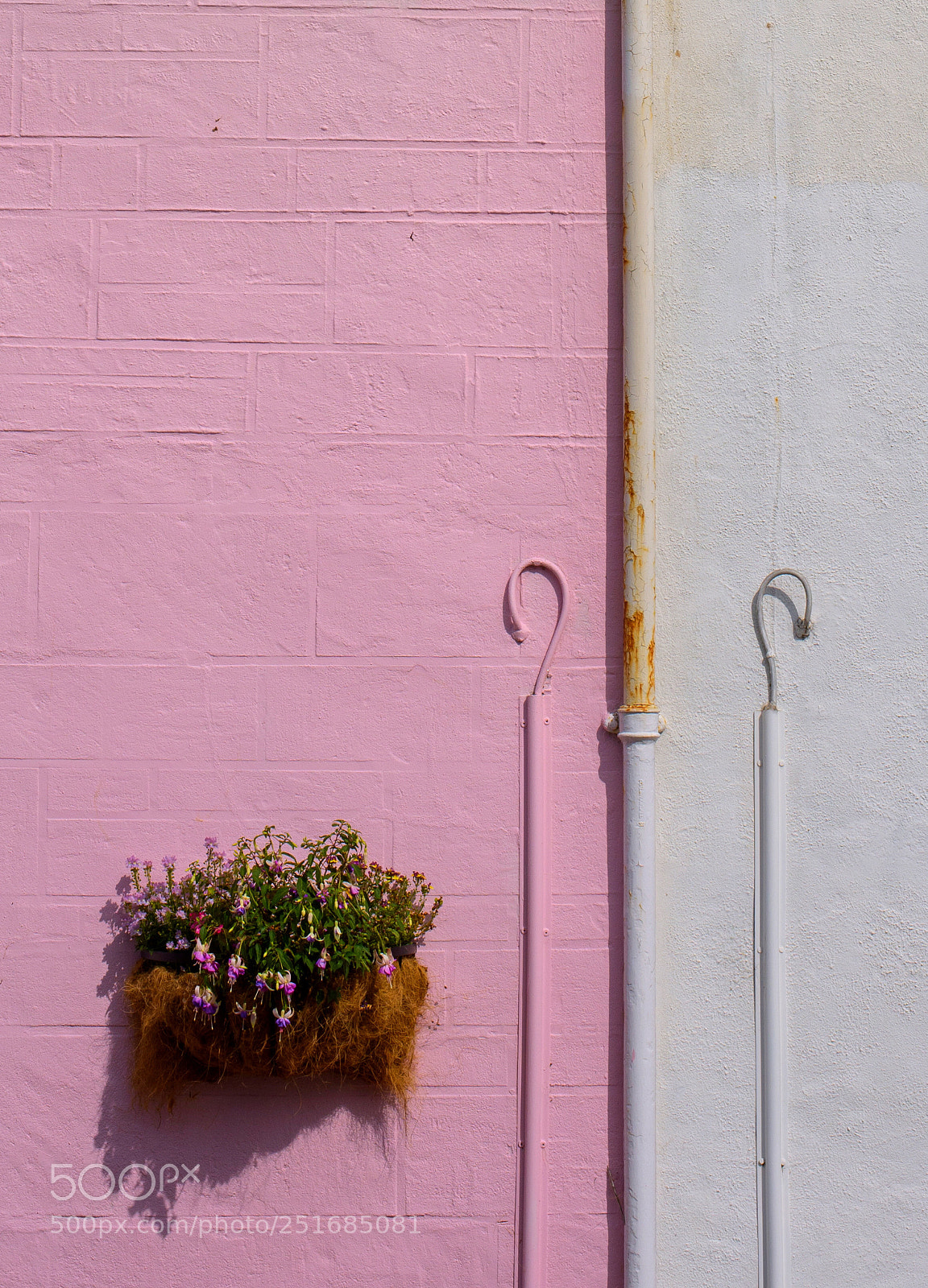 Nikon D810 sample photo. Pink n white photography