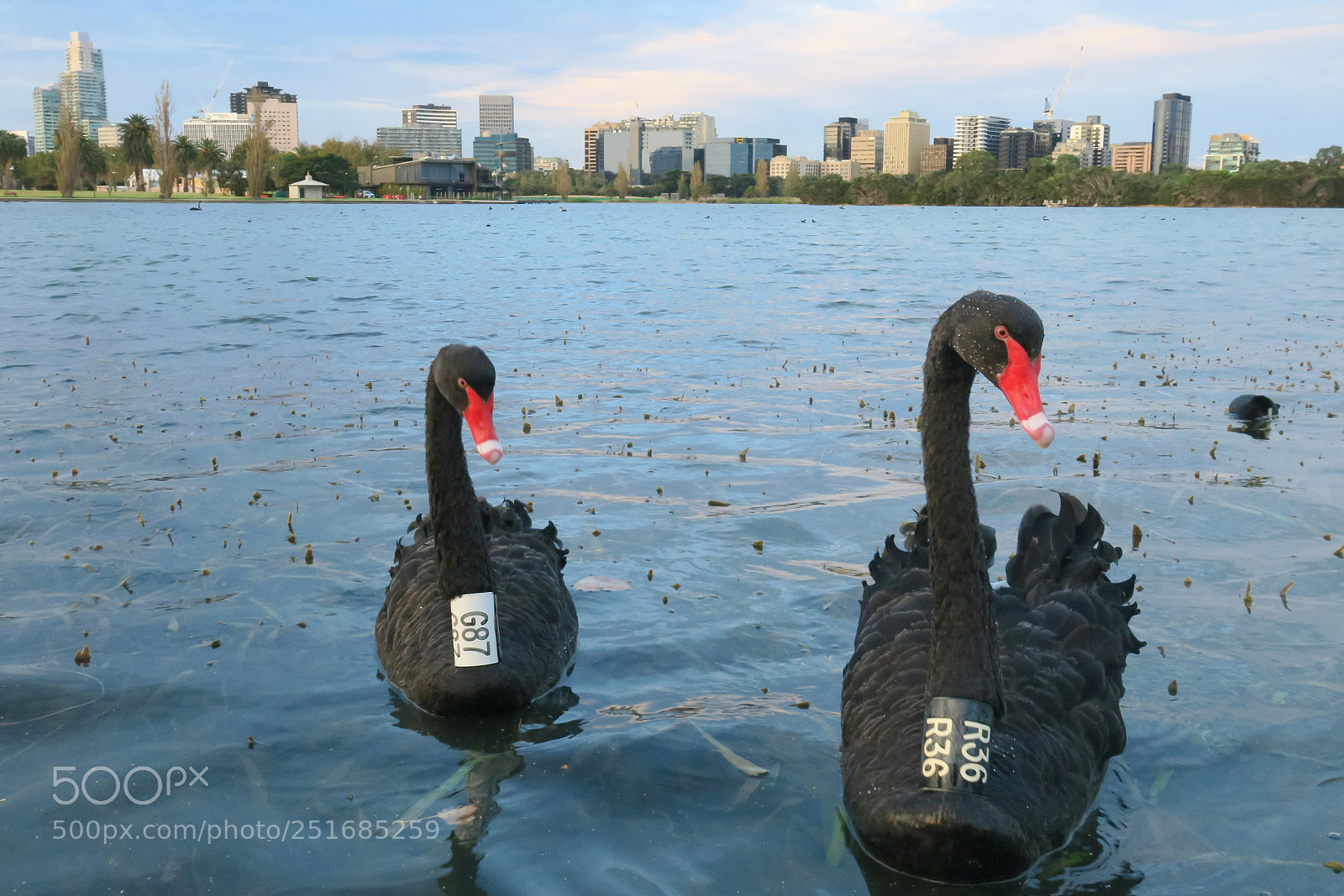 Canon PowerShot G3 X sample photo. Black swans, melbourne photography