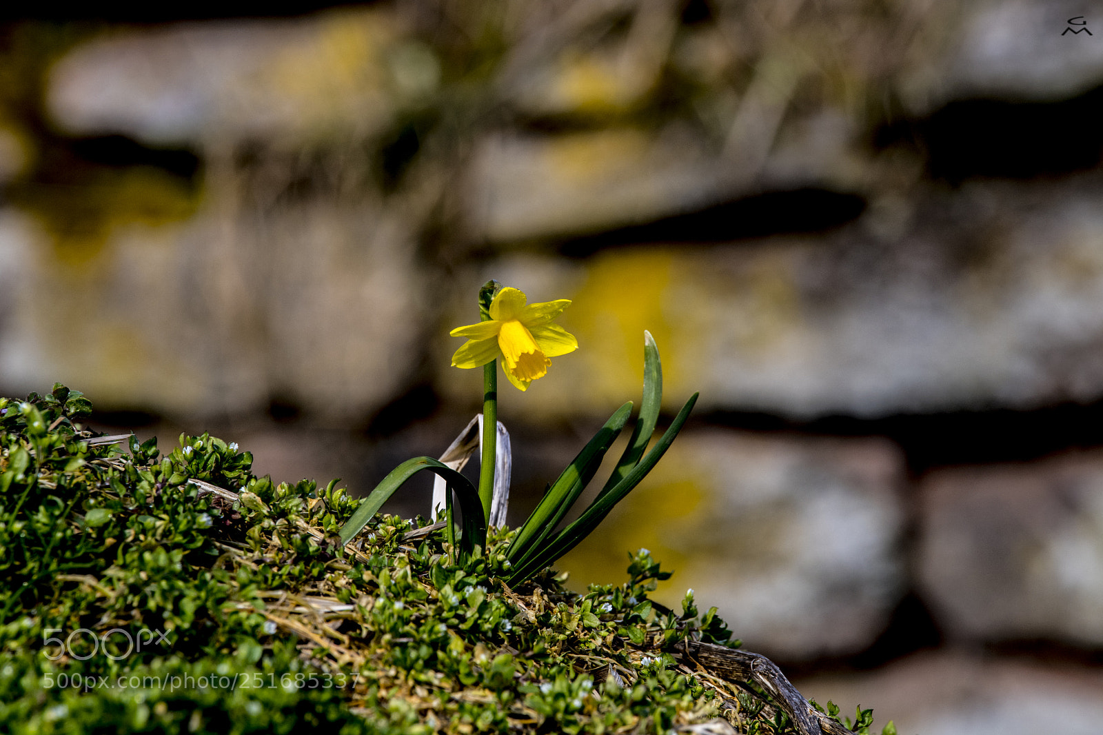 Nikon D5 sample photo. Daffodil - osterglocke photography