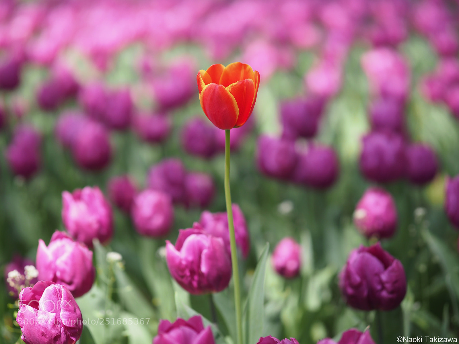Olympus OM-D E-M1 Mark II sample photo. Tulips photography