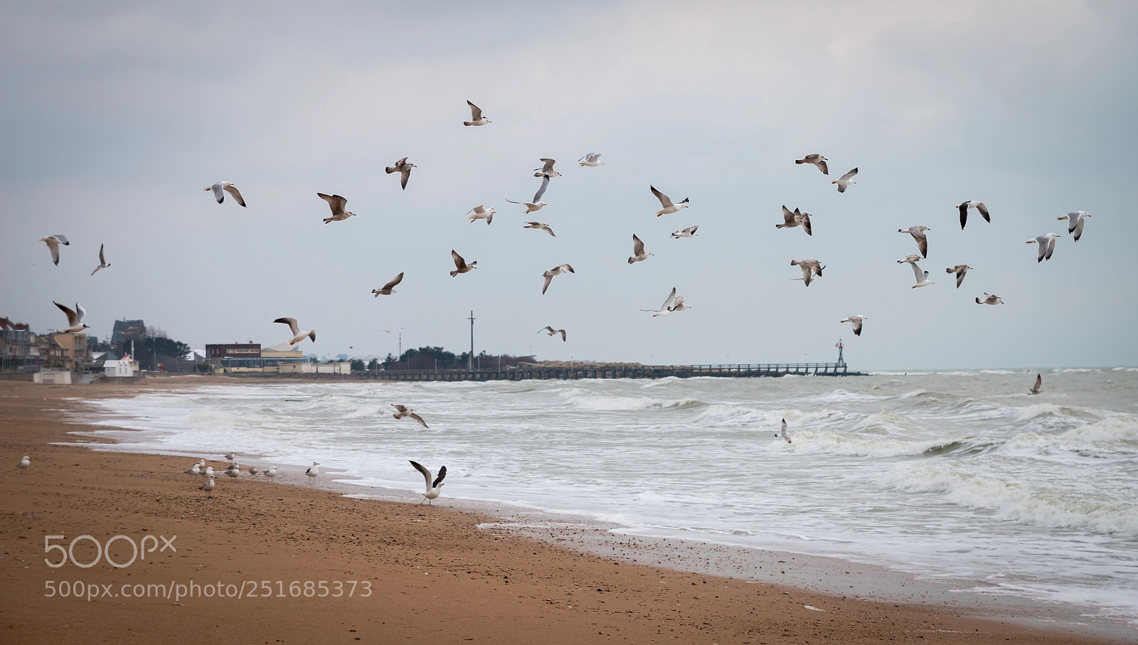 Canon EOS 70D sample photo. Mouettes photography