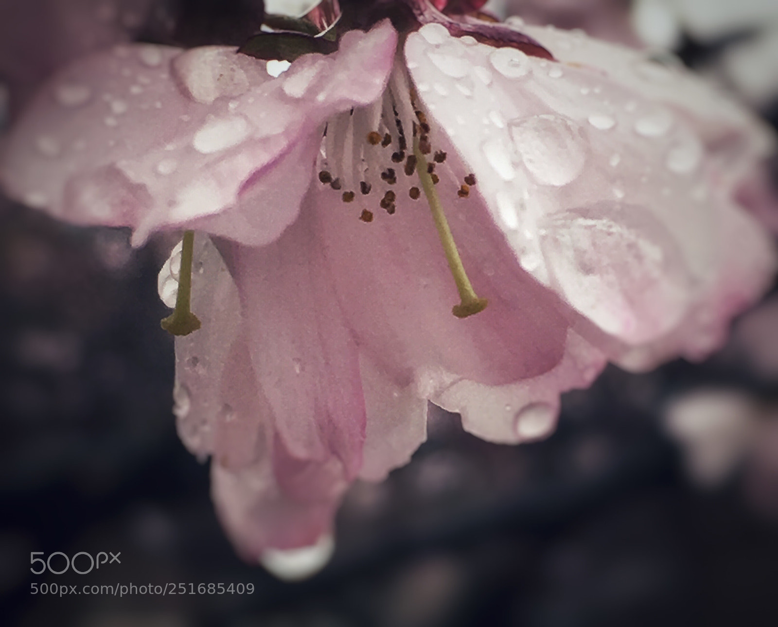 Apple iPhone 6s sample photo. Untitled photography
