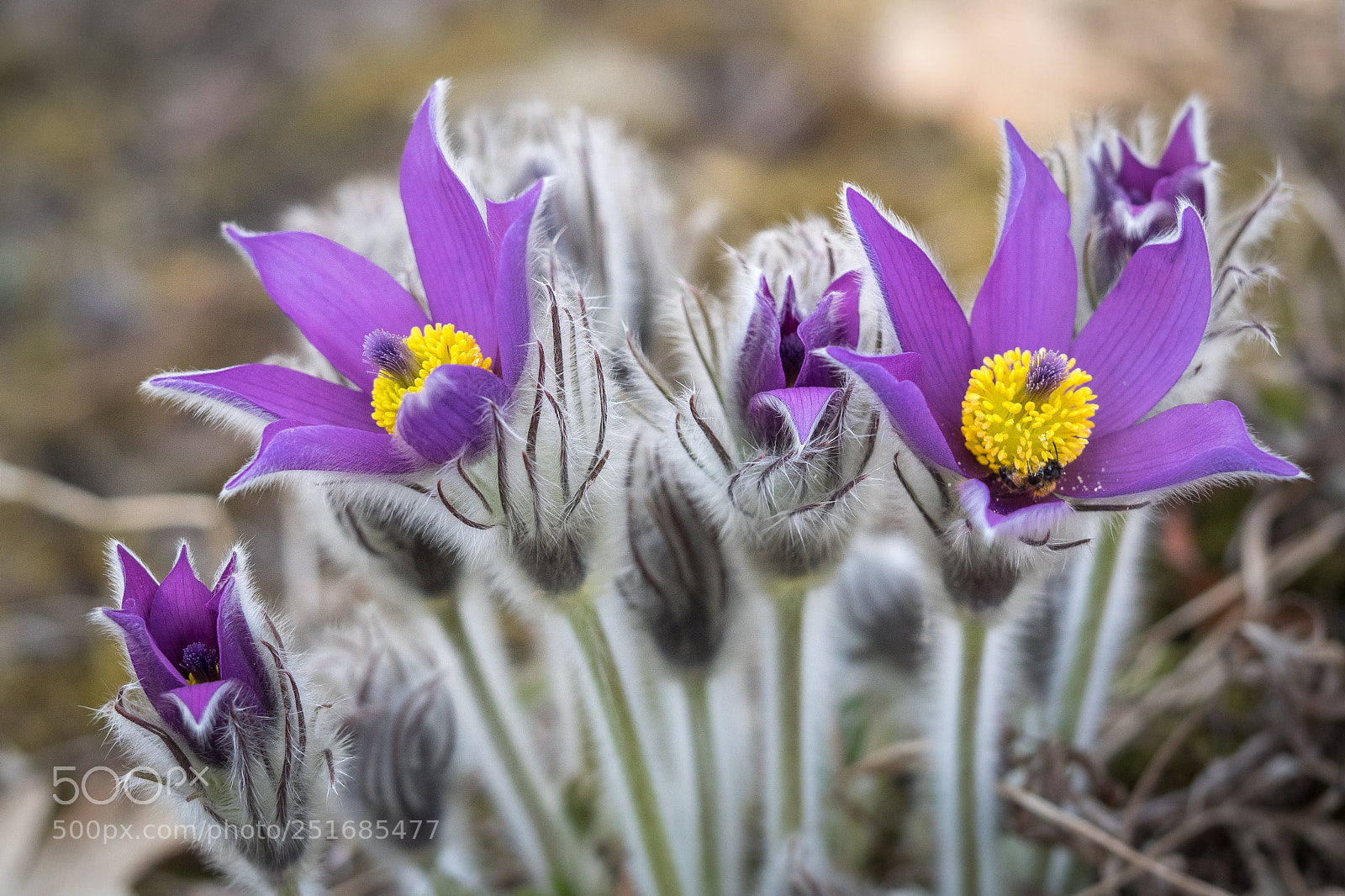 Olympus OM-D E-M1 sample photo. Frohe ostern! photography