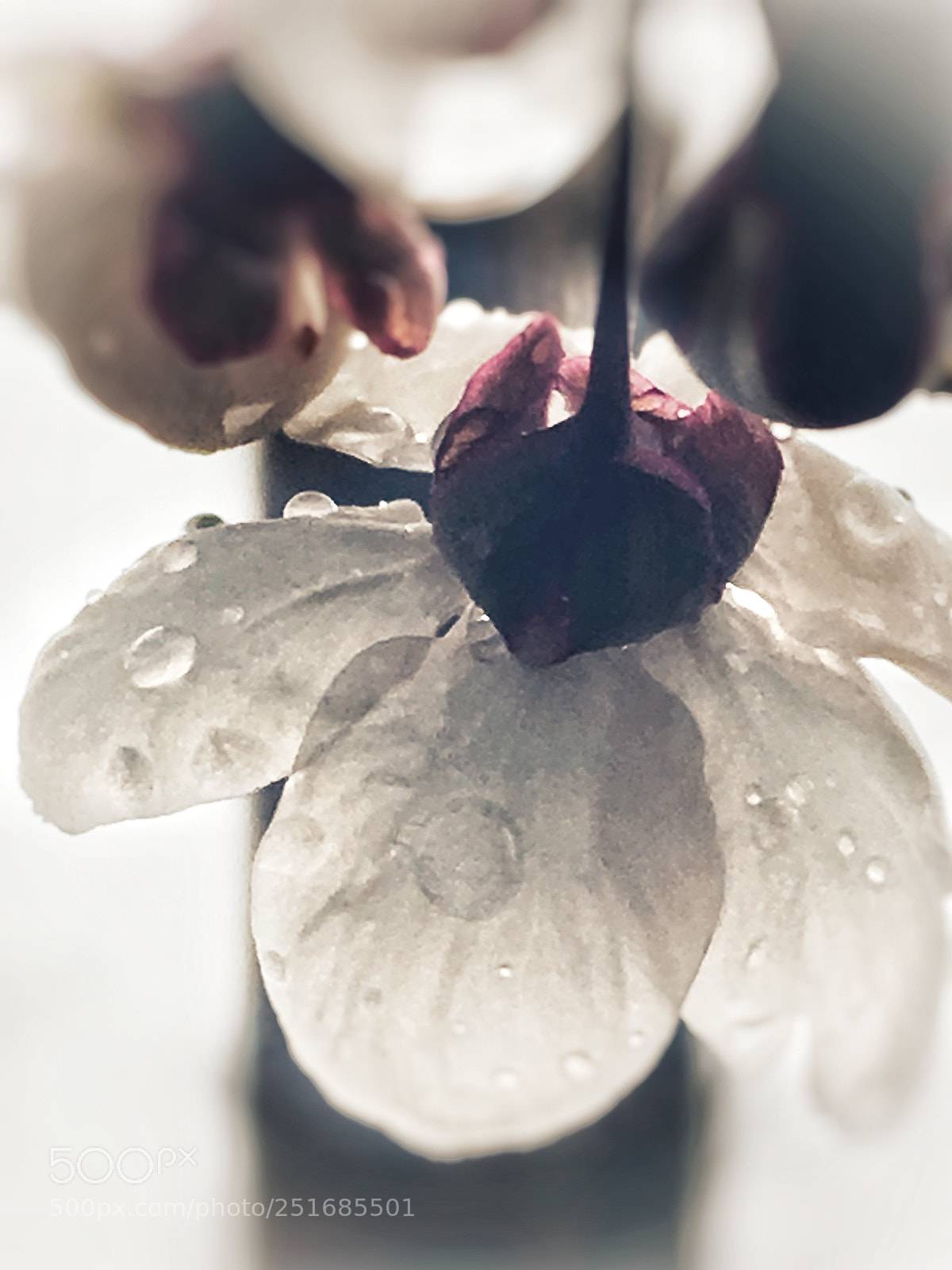 Apple iPhone 6s sample photo. Untitled photography