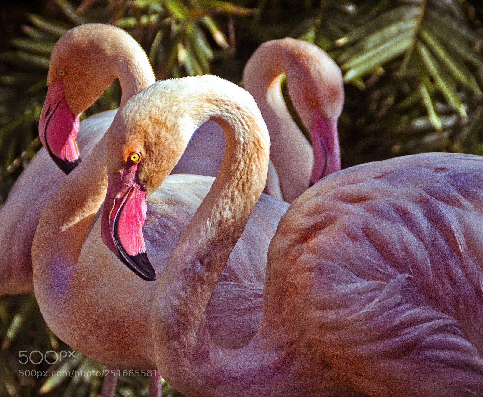 Nikon D3100 sample photo. Flamingo photography