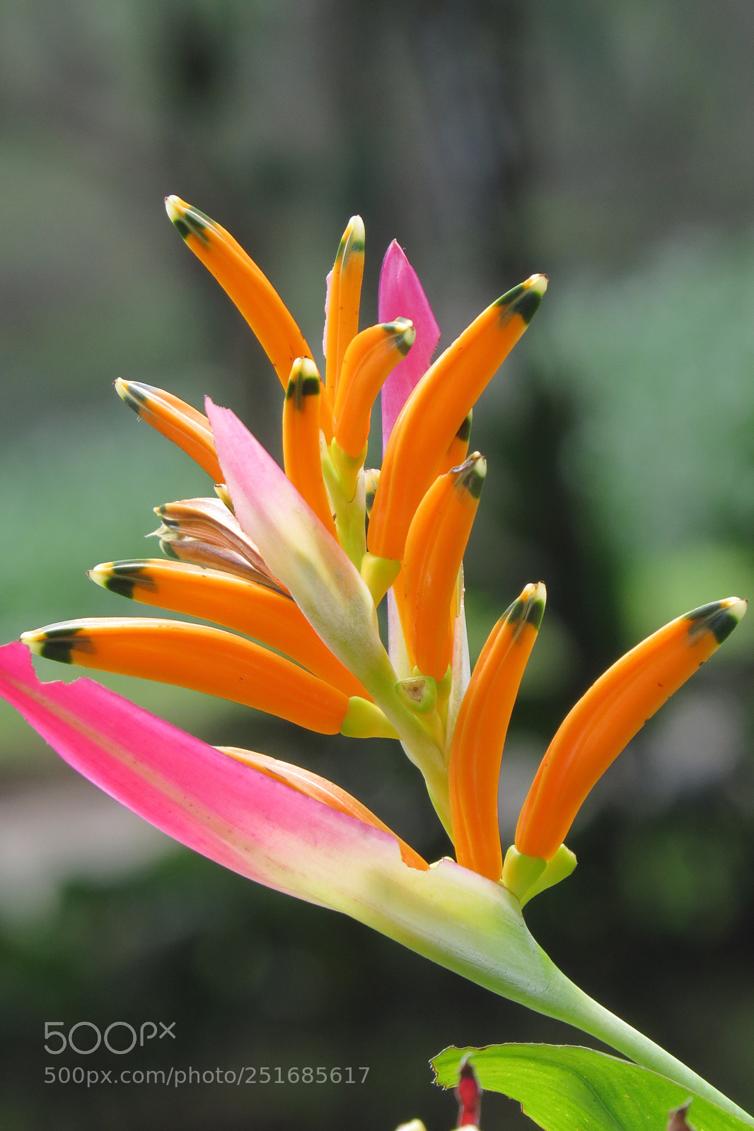 Canon PowerShot SX50 HS sample photo. Img photography