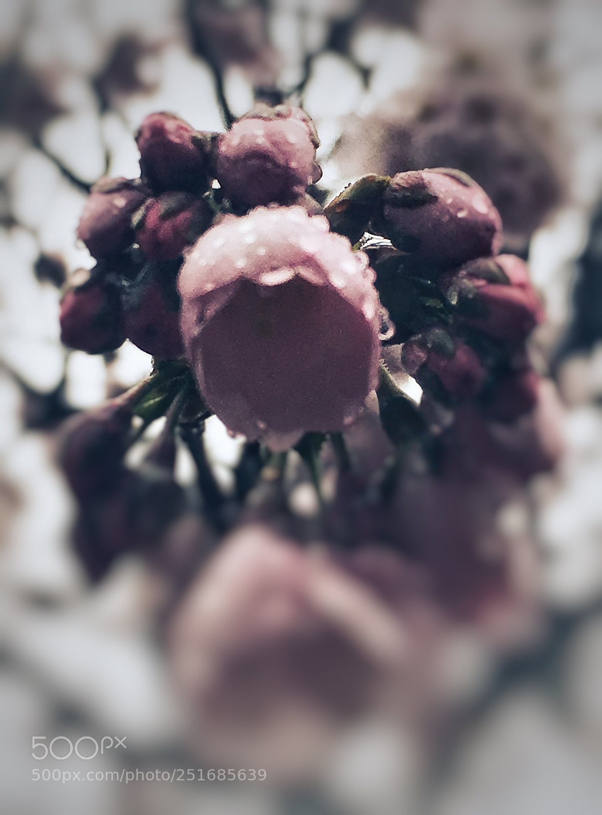 Apple iPhone 6s sample photo. Untitled photography