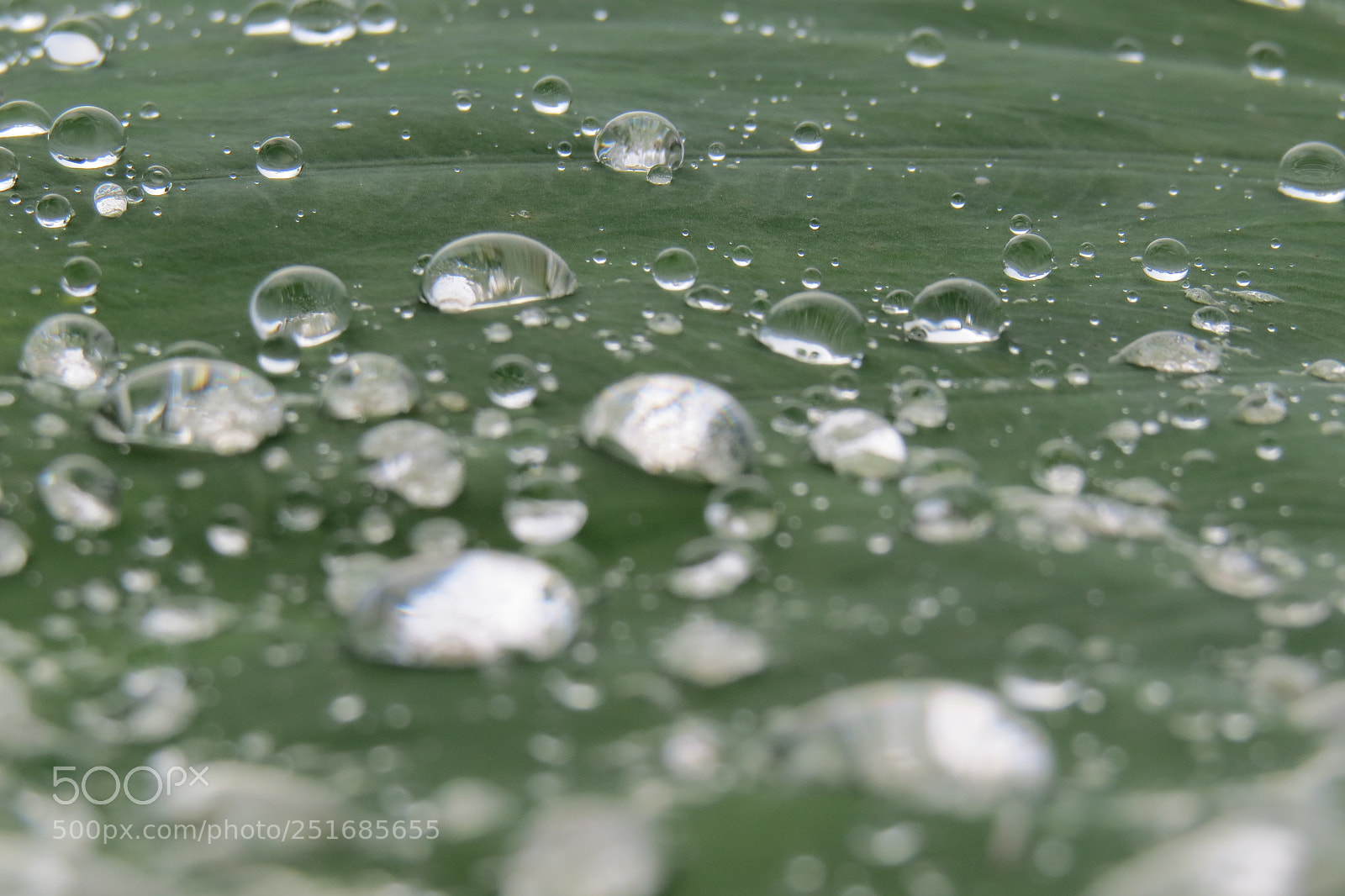 Canon PowerShot SX50 HS sample photo. Img photography