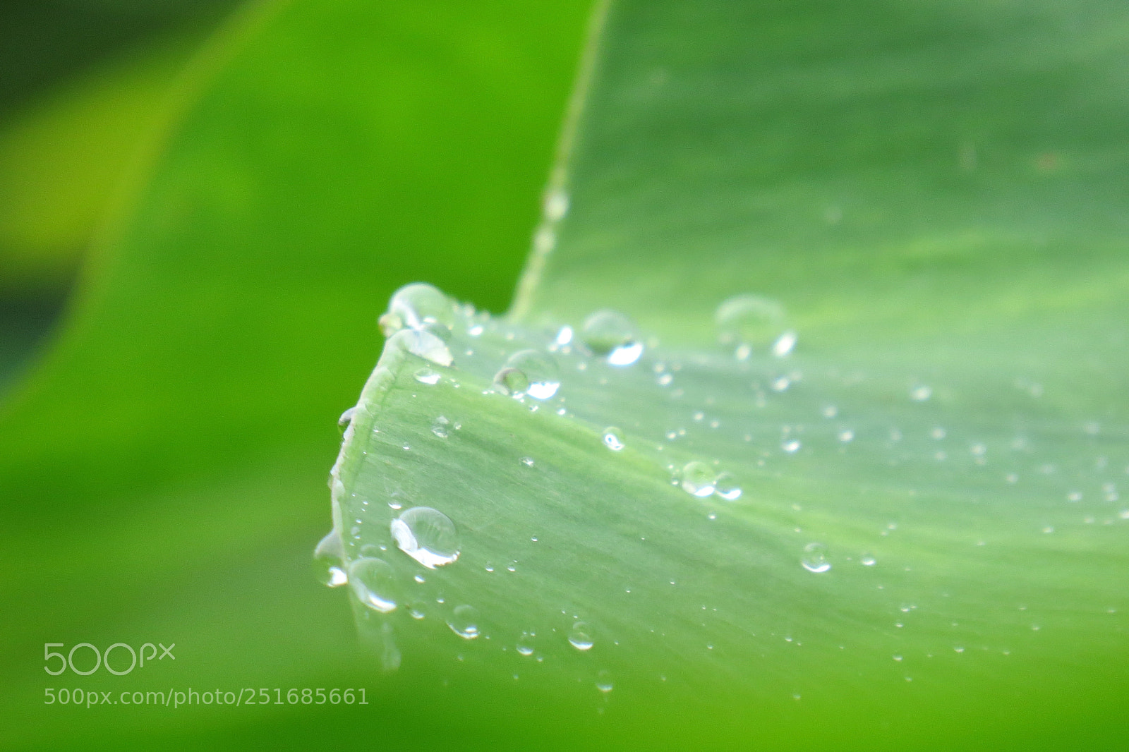 Canon PowerShot SX50 HS sample photo. Img photography