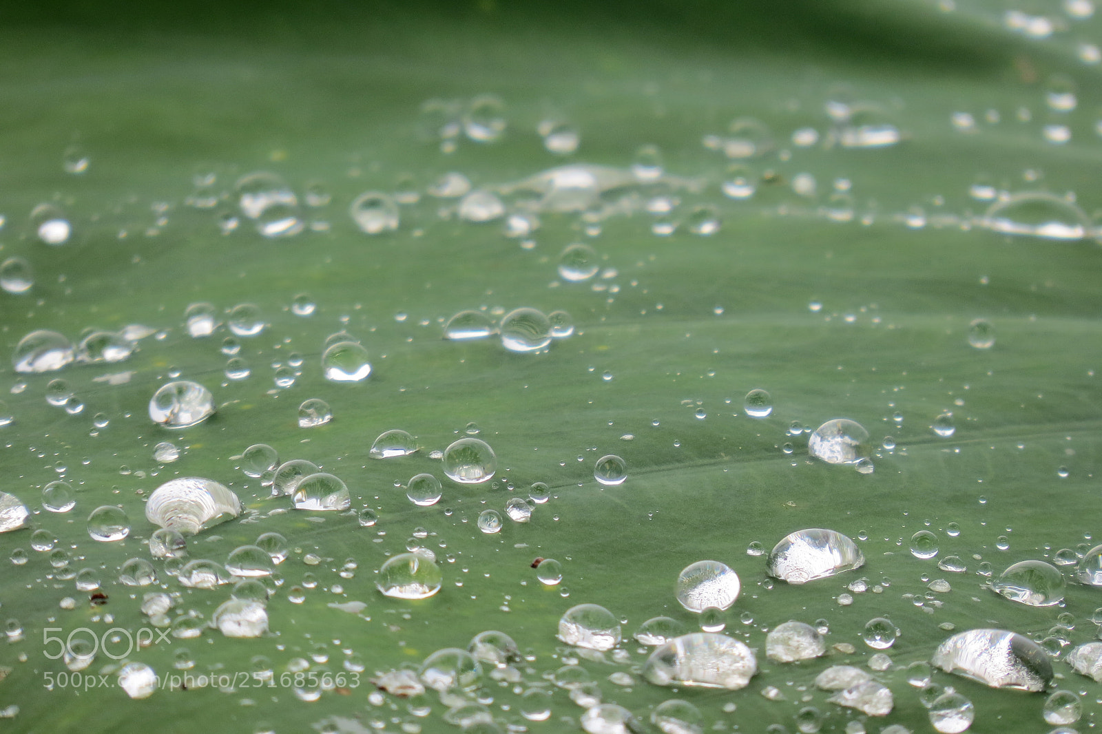 Canon PowerShot SX50 HS sample photo. Img photography