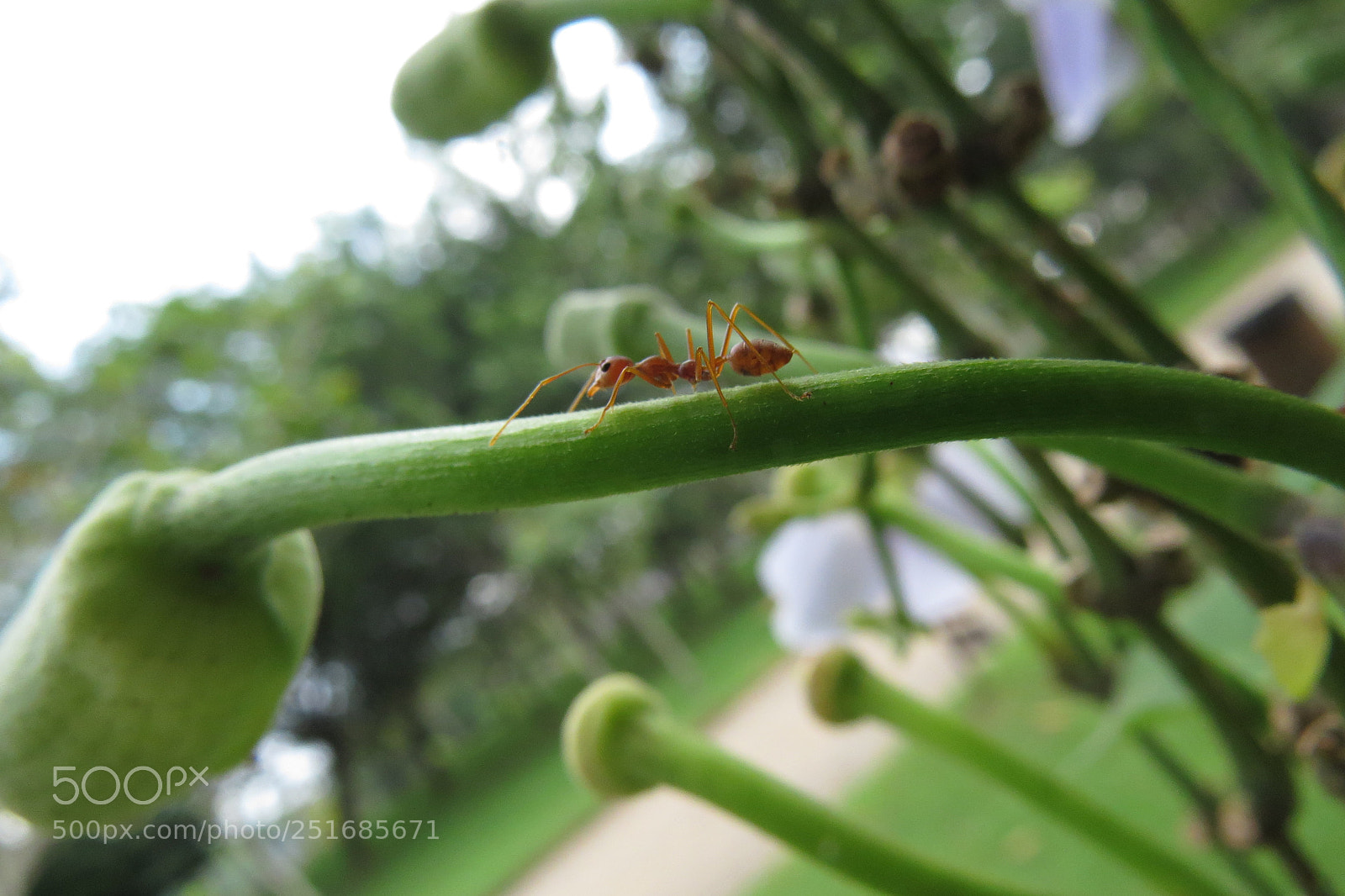 Canon PowerShot SX50 HS sample photo. Img photography