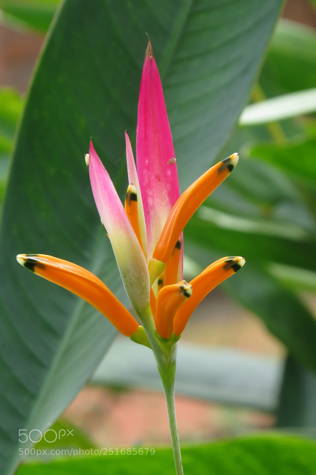 Canon PowerShot SX50 HS sample photo. Img photography