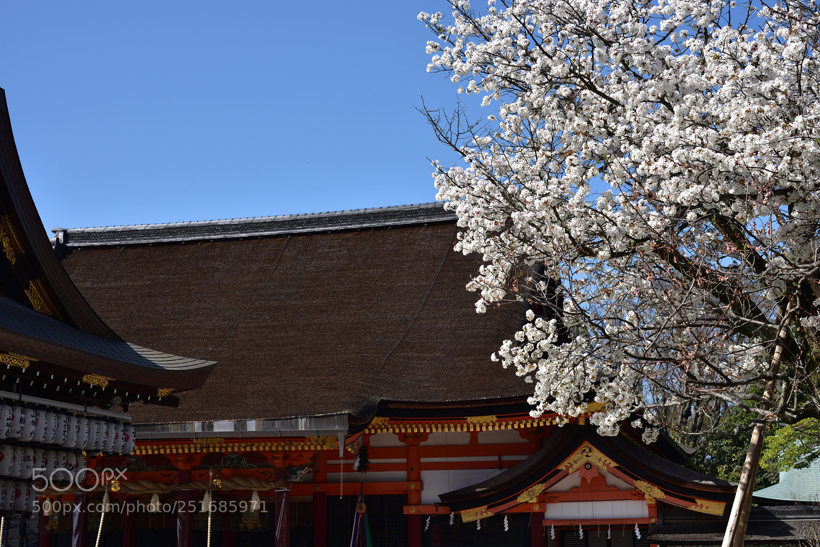Nikon AF-S Micro-Nikkor 60mm F2.8G ED sample photo. 京都・八坂神社の桜 photography