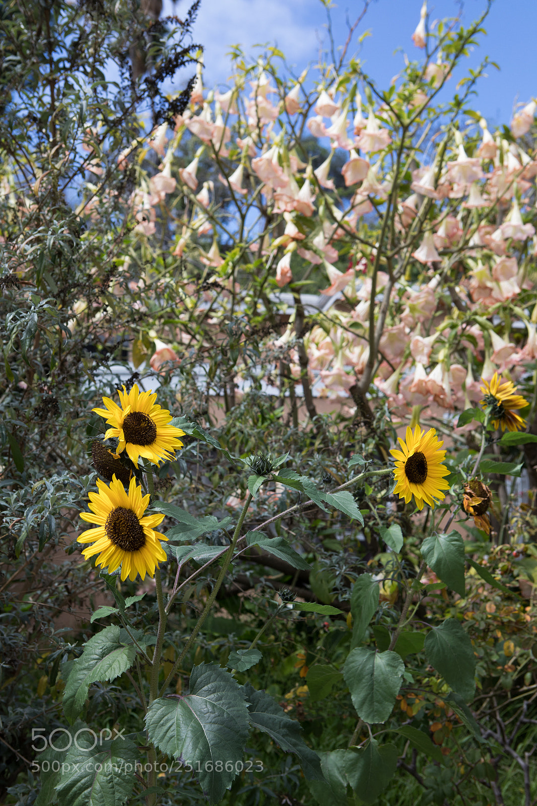 Canon EOS 5D Mark IV sample photo. Datura sunflowers silver lake photography