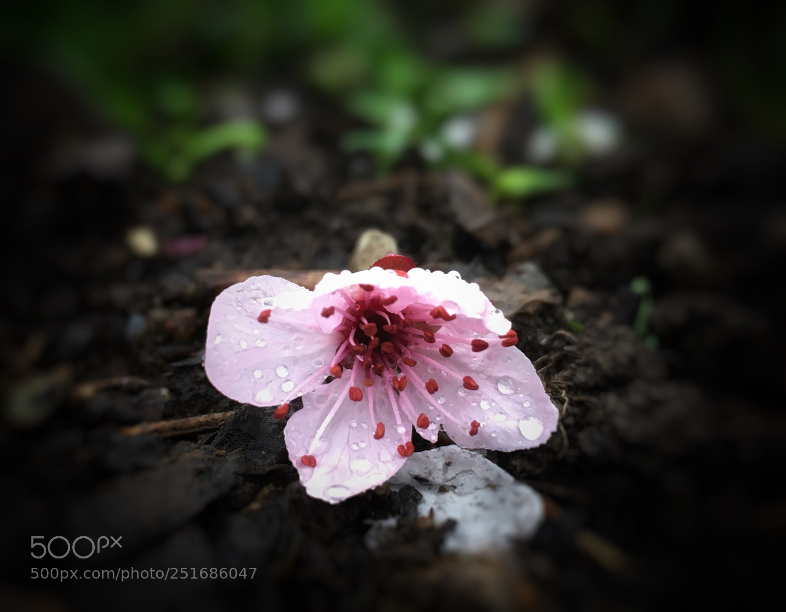 Apple iPhone 6s sample photo. Untitled photography