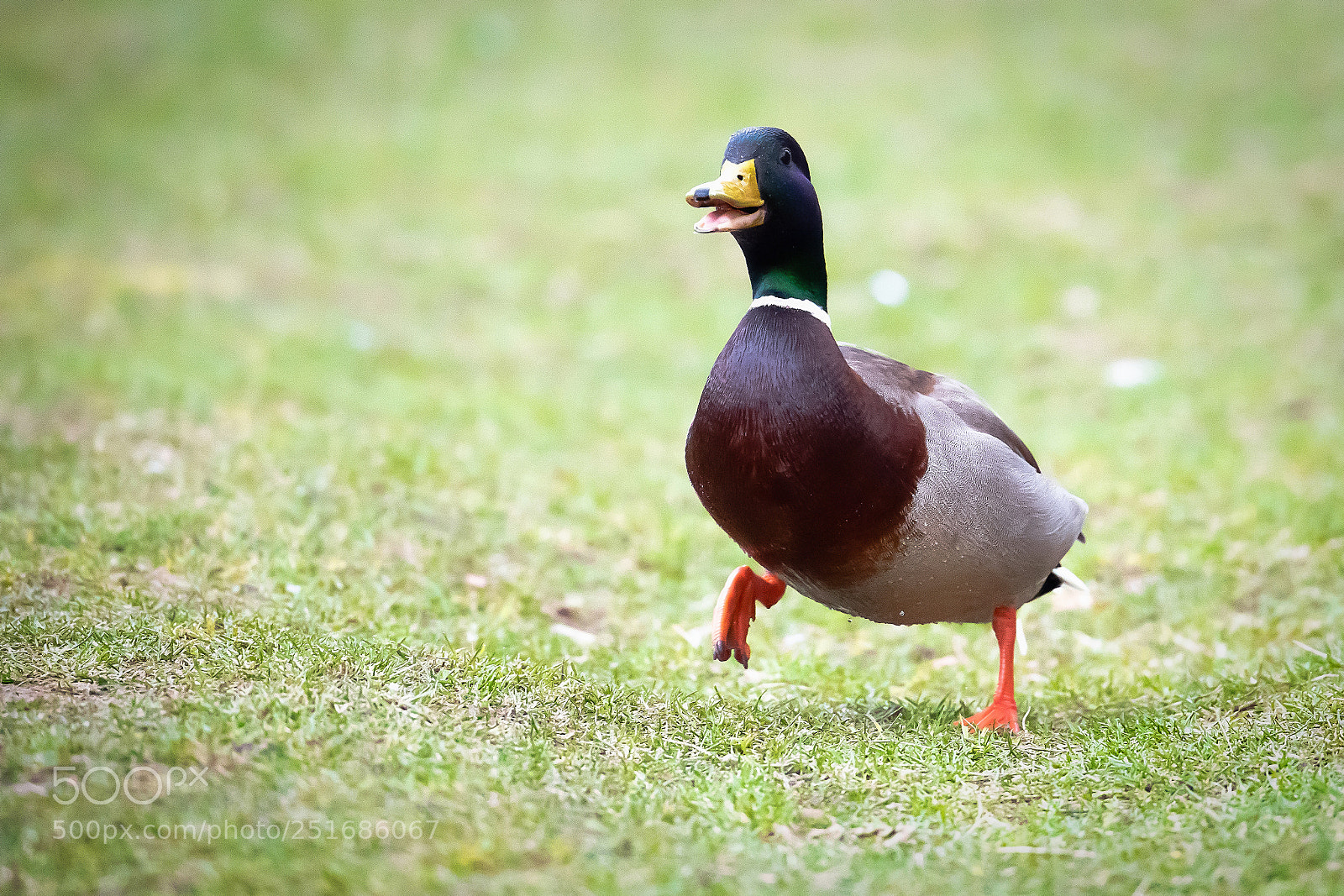 Nikon D850 sample photo. Spring walk photography