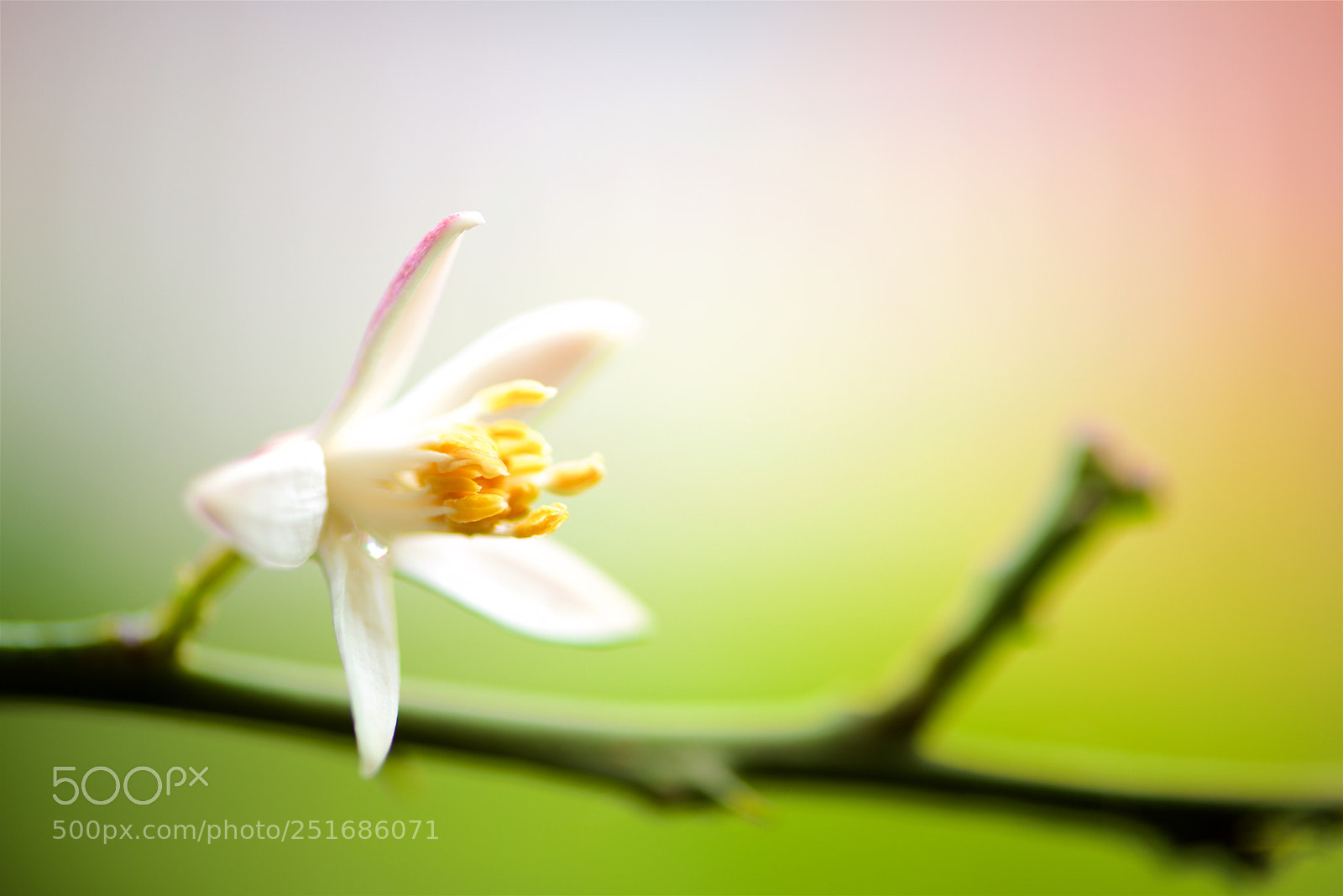 Nikon D800E sample photo. Spring.... photography