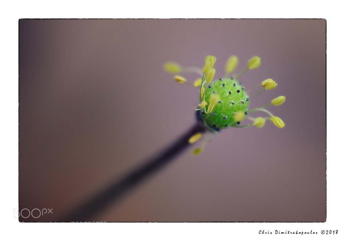 Nikon D7000 sample photo. It was too late... photography
