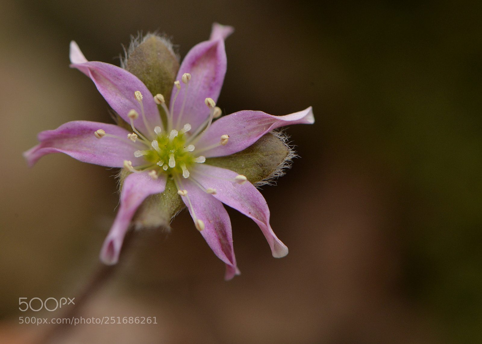 Nikon D610 sample photo. Untitled photography