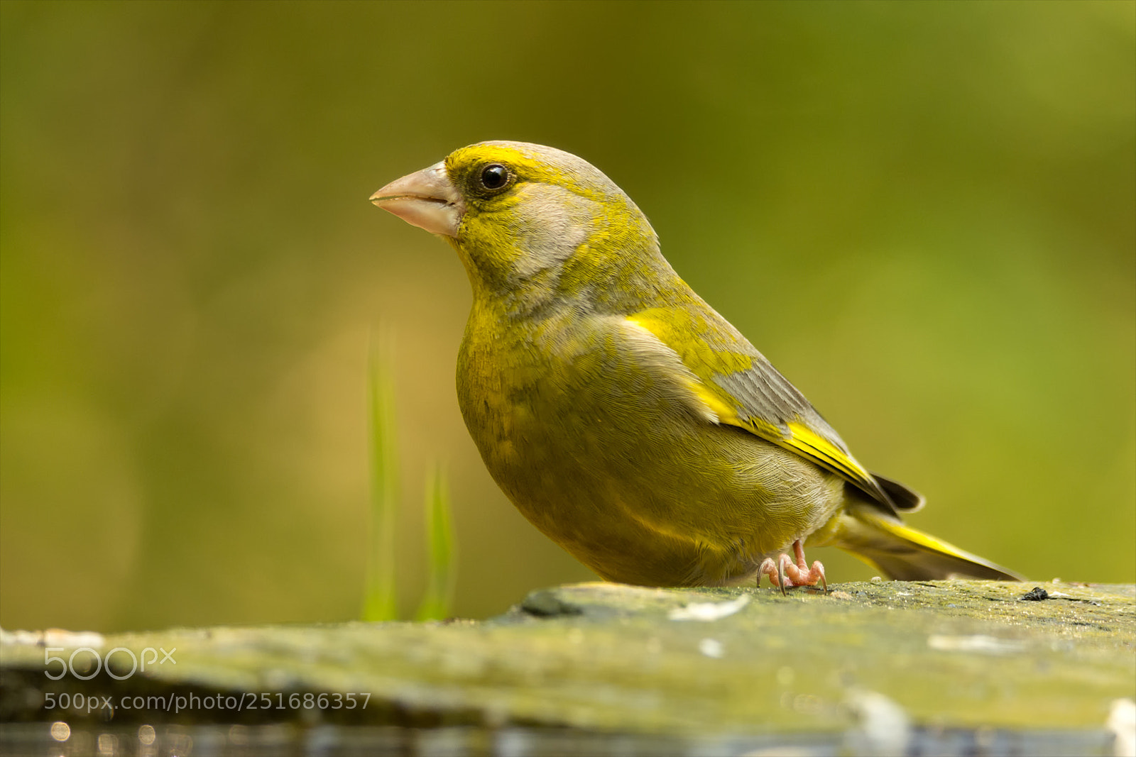 Nikon D7200 sample photo. European greenfinch / grünfink photography