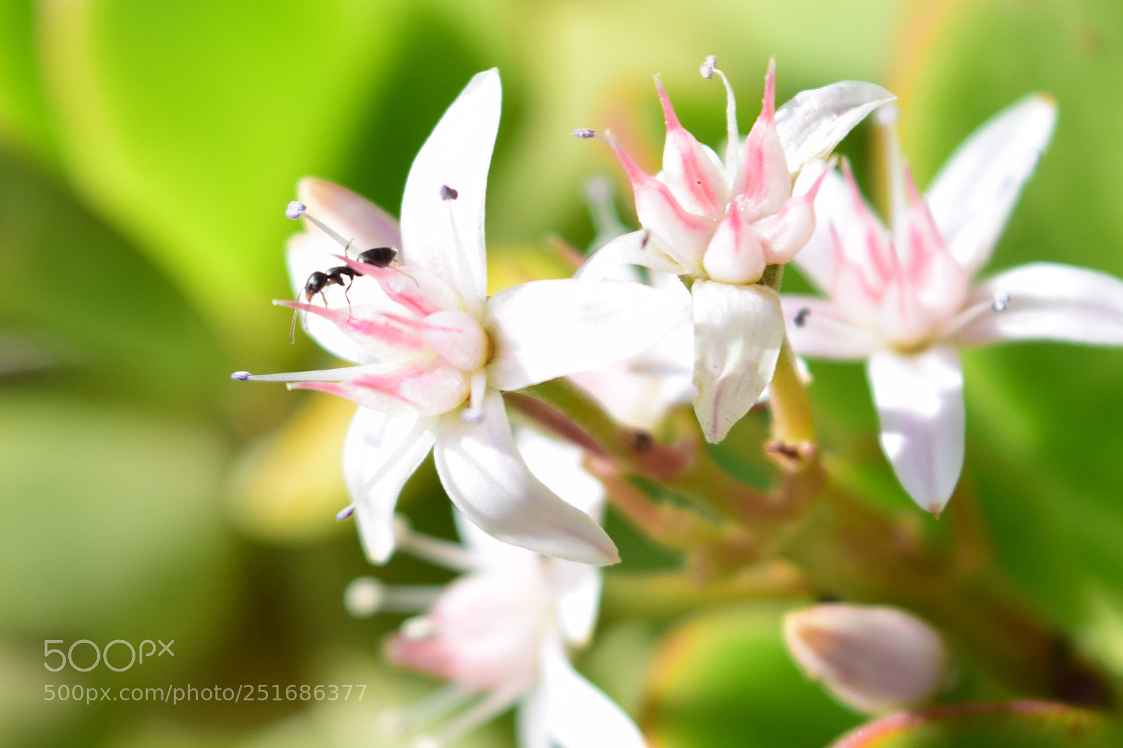 Nikon D5300 sample photo. Flower photography