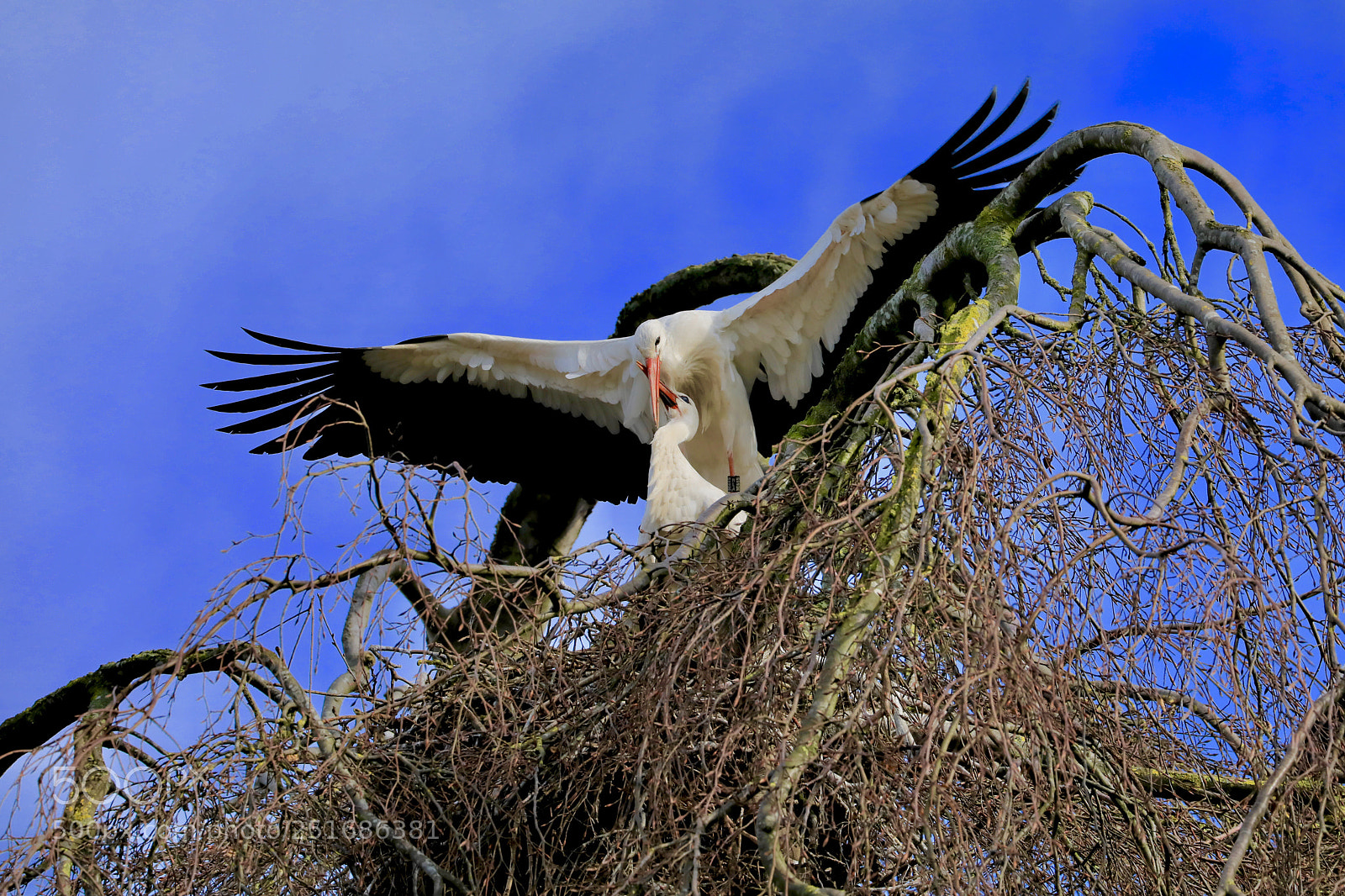 Canon EOS 5D Mark IV sample photo. Storks photography