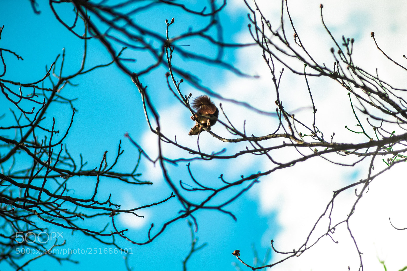 Fujifilm X-E1 sample photo. Squirrel photography