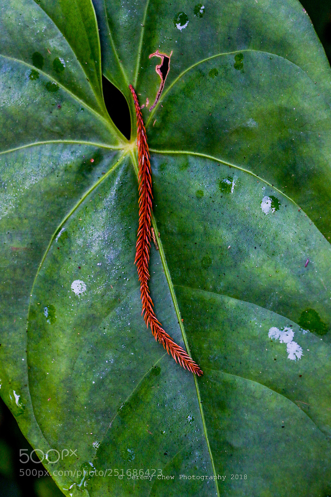 Canon EOS 700D (EOS Rebel T5i / EOS Kiss X7i) sample photo. Leaf photography