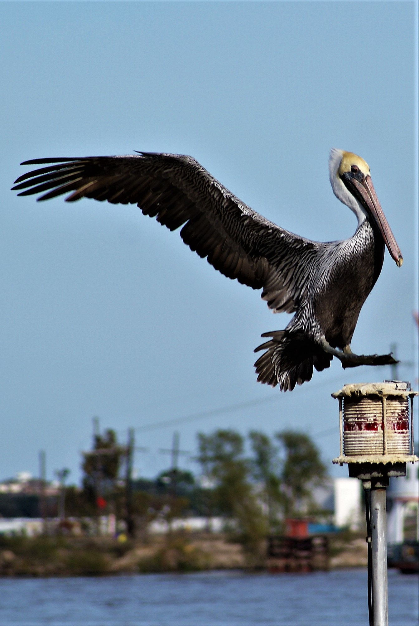 Sony DT 55-200mm F4-5.6 SAM sample photo. Pelican photography