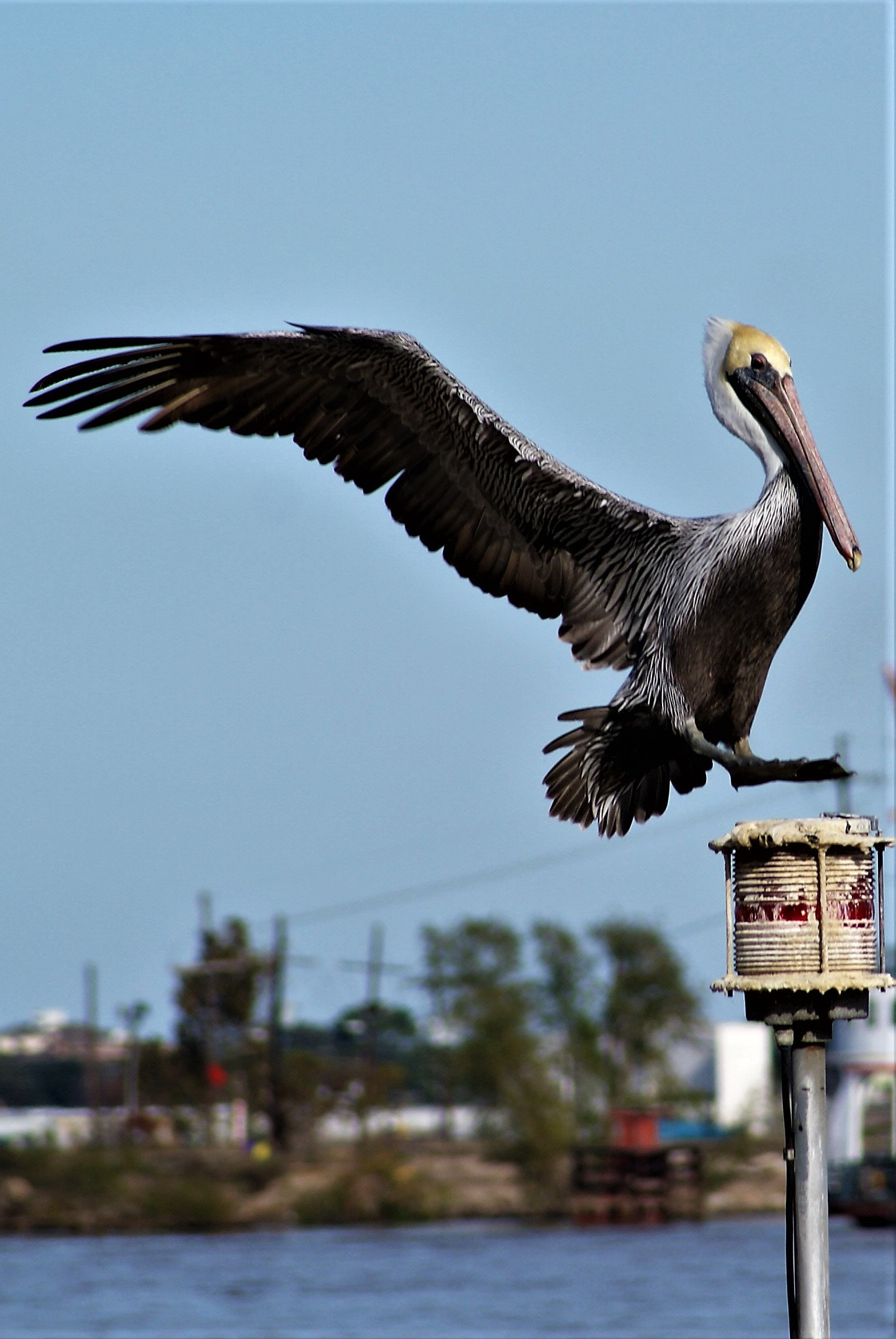 Sony Alpha DSLR-A300 sample photo. Pelican photography