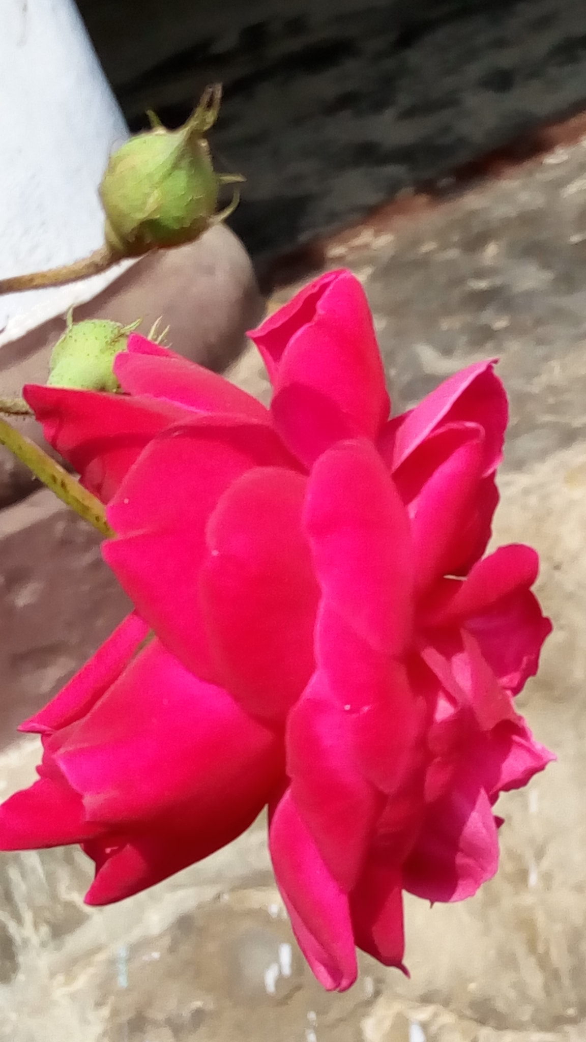 Lenovo VIBE X3 LITE sample photo. Rose photography