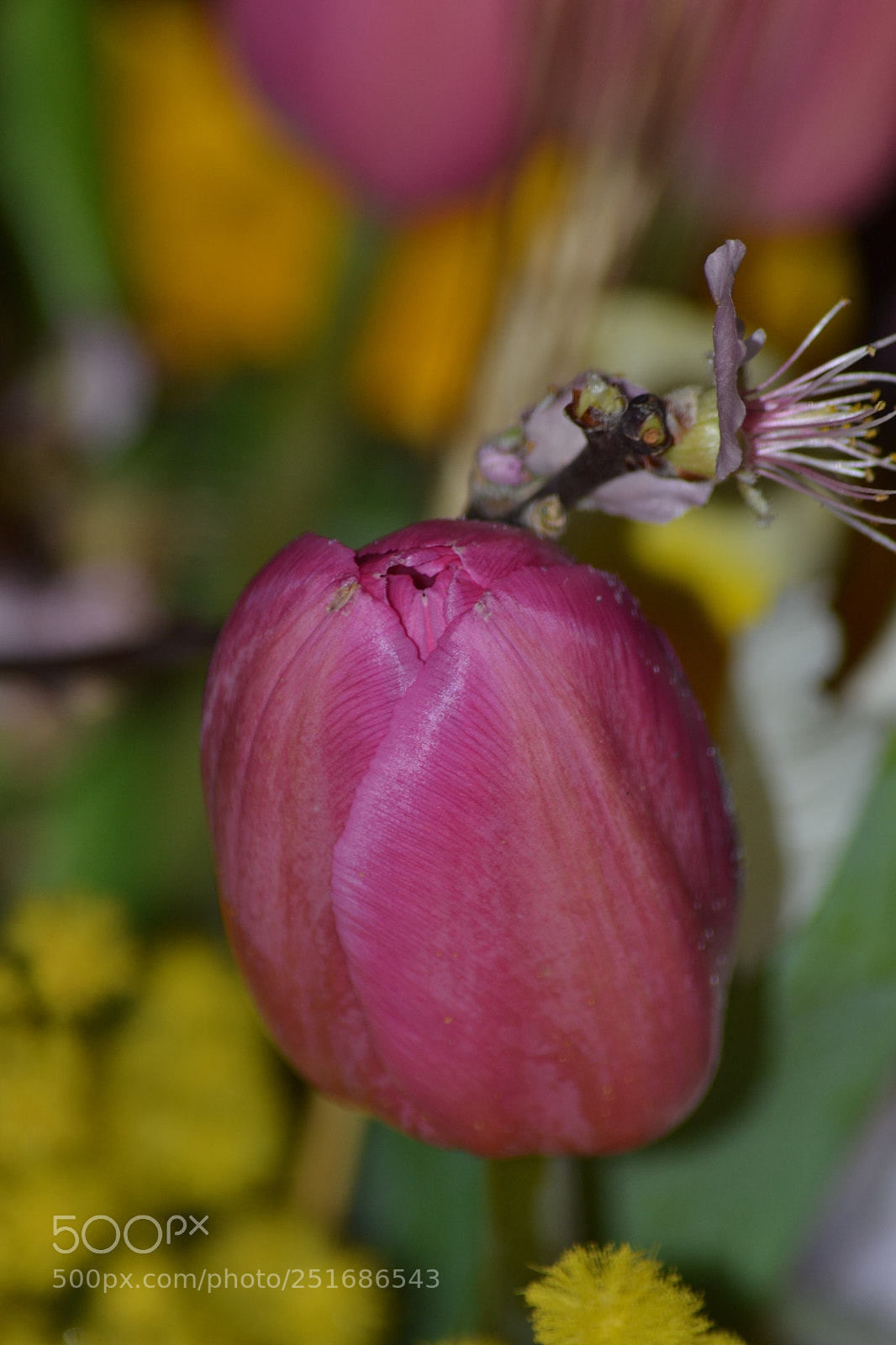 Nikon D3100 sample photo. Untitled photography