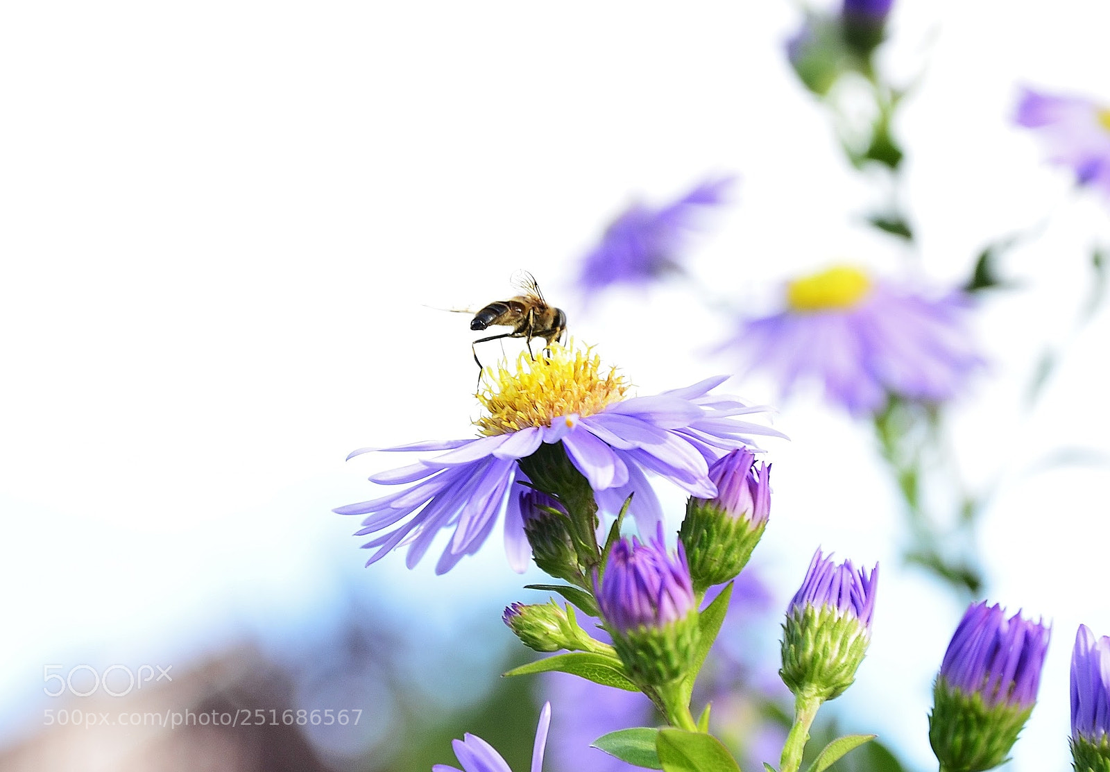 Nikon D5100 sample photo. Untitled photography