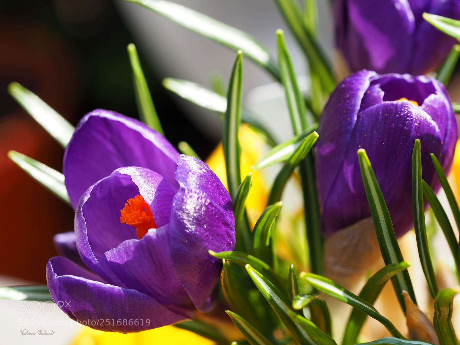Olympus OM-D E-M5 II sample photo. Tr s bon week-end photography