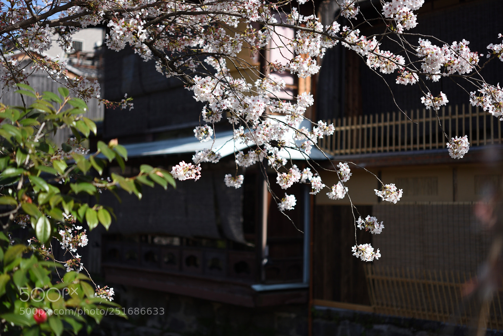 Nikon AF-S Micro-Nikkor 60mm F2.8G ED sample photo. 京都・祇園白川の桜 photography